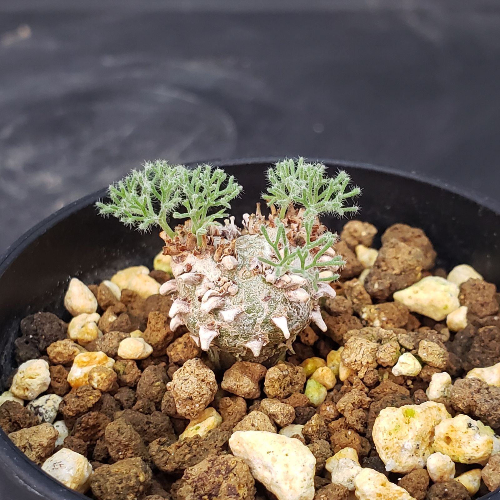 I154【自社養生株】モンソニア ぺニクリナム（発根開始株・鉢植え