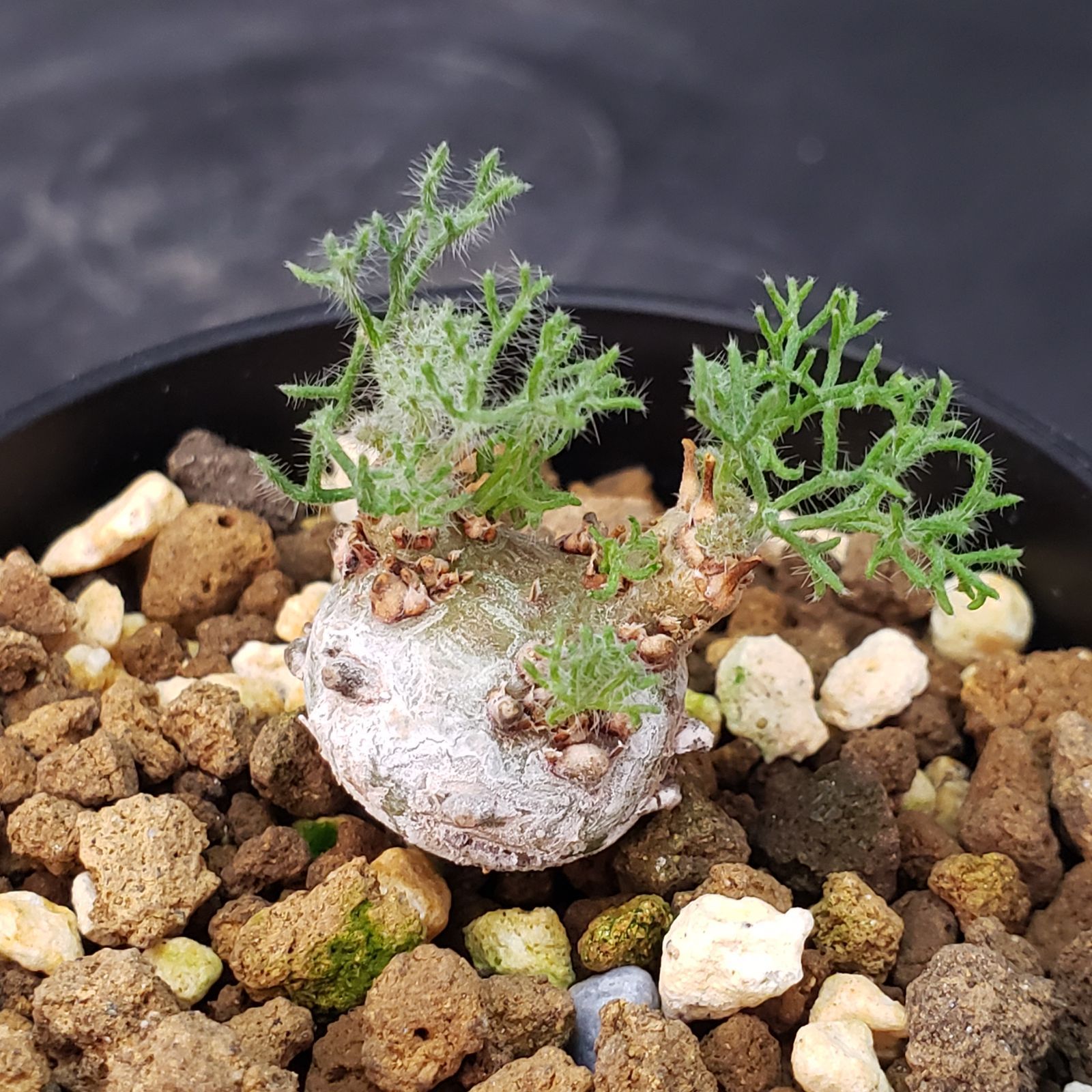 発根管理セット　塊根植物 I158【自社養生株】モンソニア ぺニクリナム（発根開始株・鉢植え