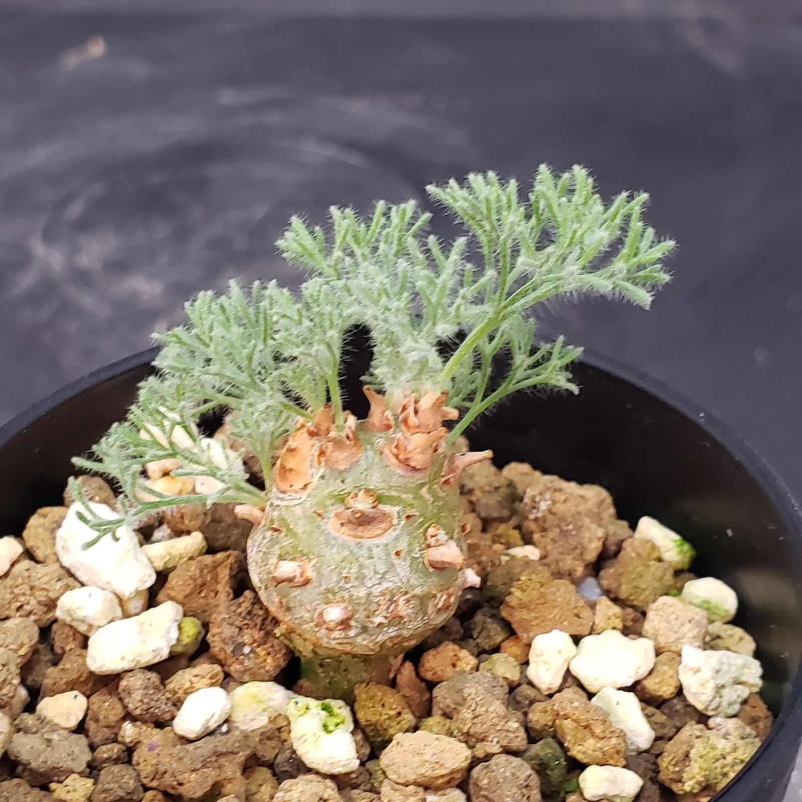 発根管理セット　塊根植物 I156【自社養生株】モンソニア ぺニクリナム（発根開始株・鉢植え