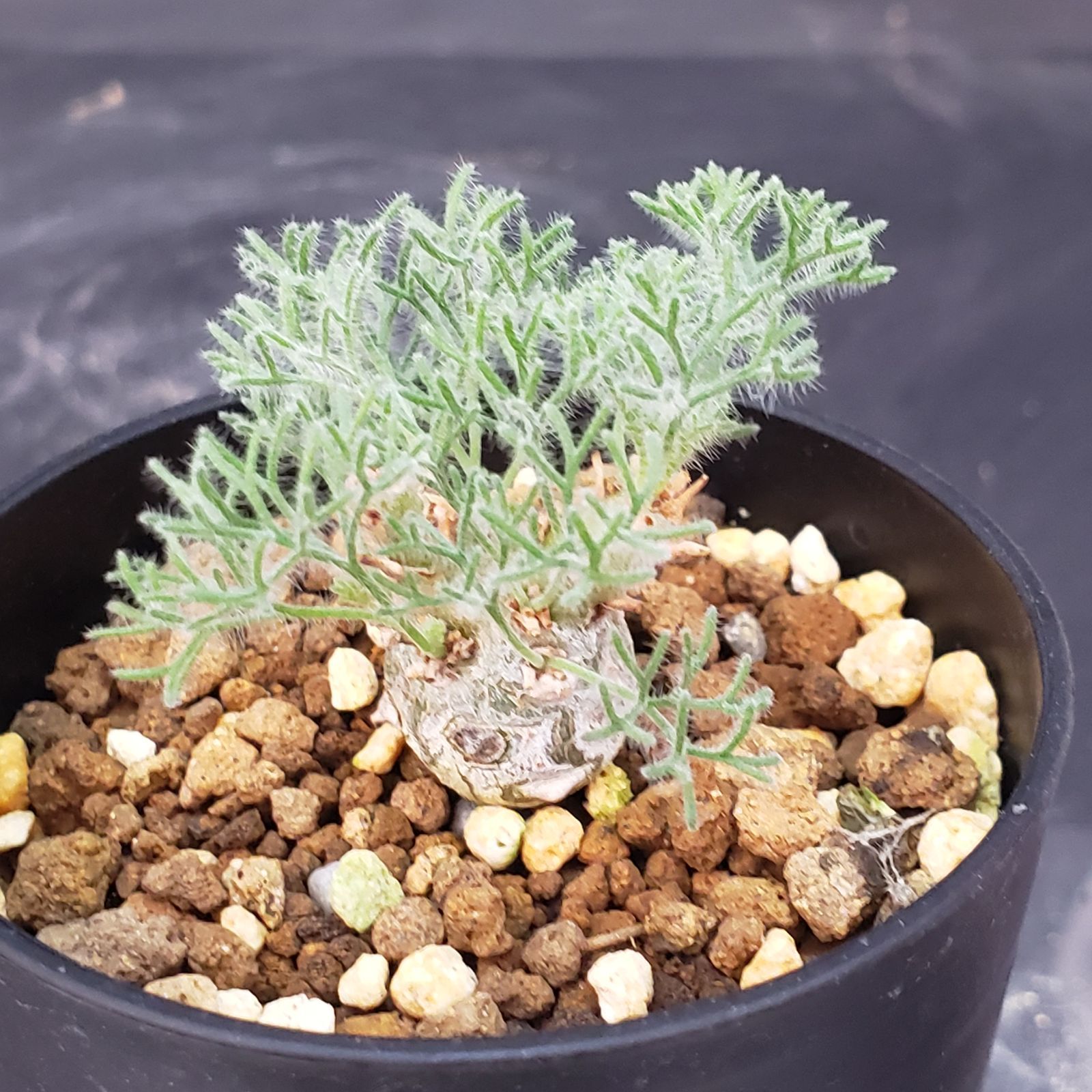 I160【自社養生株】モンソニア ぺニクリナム（発根開始株・鉢植え