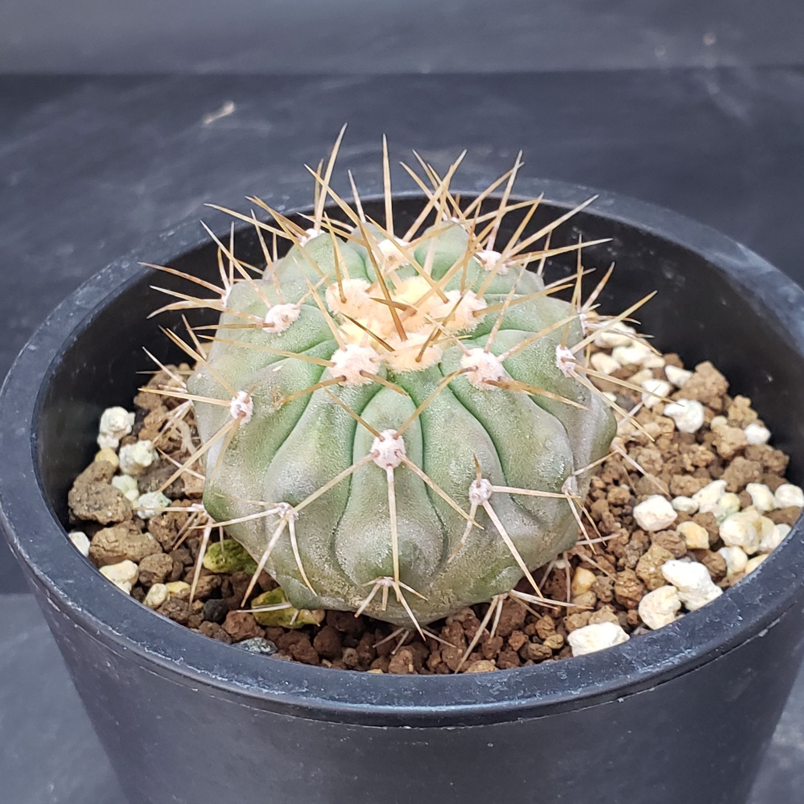 I162【自社養生株】コピアポア ハセルトニアナ（発根株・鉢植え