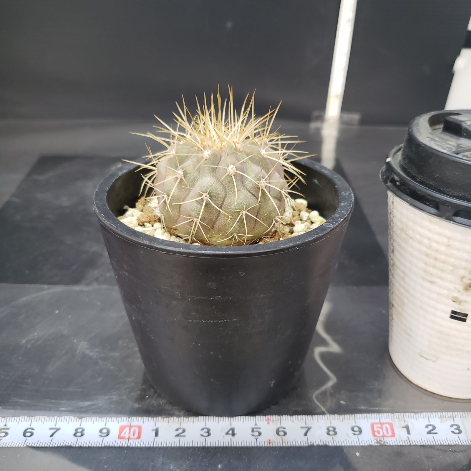 J291自社養生株コピアポア ハセルトニアナ（発根株・鉢植え ☆サボテン