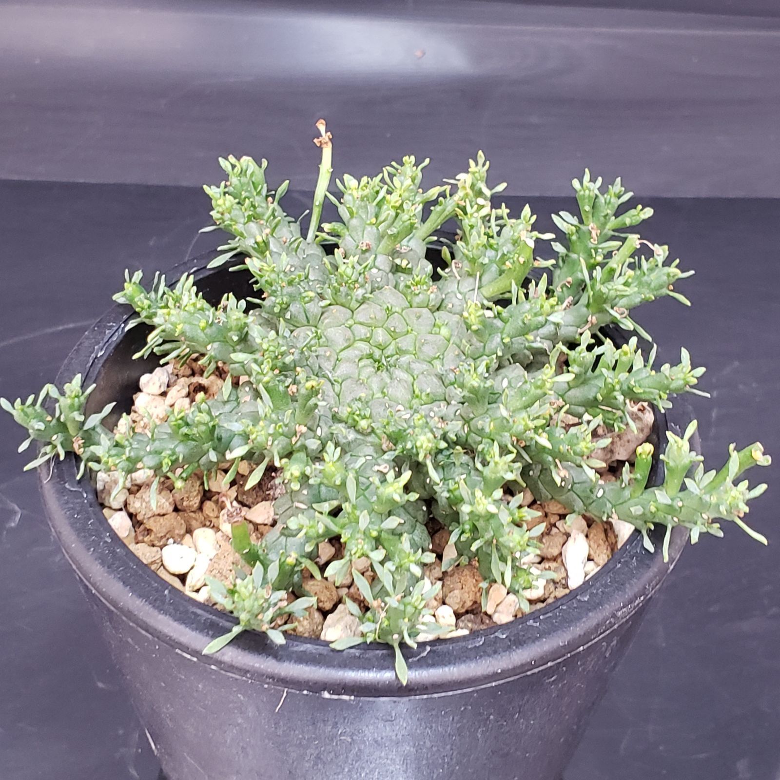 I165【自社養生株】ユーフォルビア ゴルゴニス（発根株・鉢植え