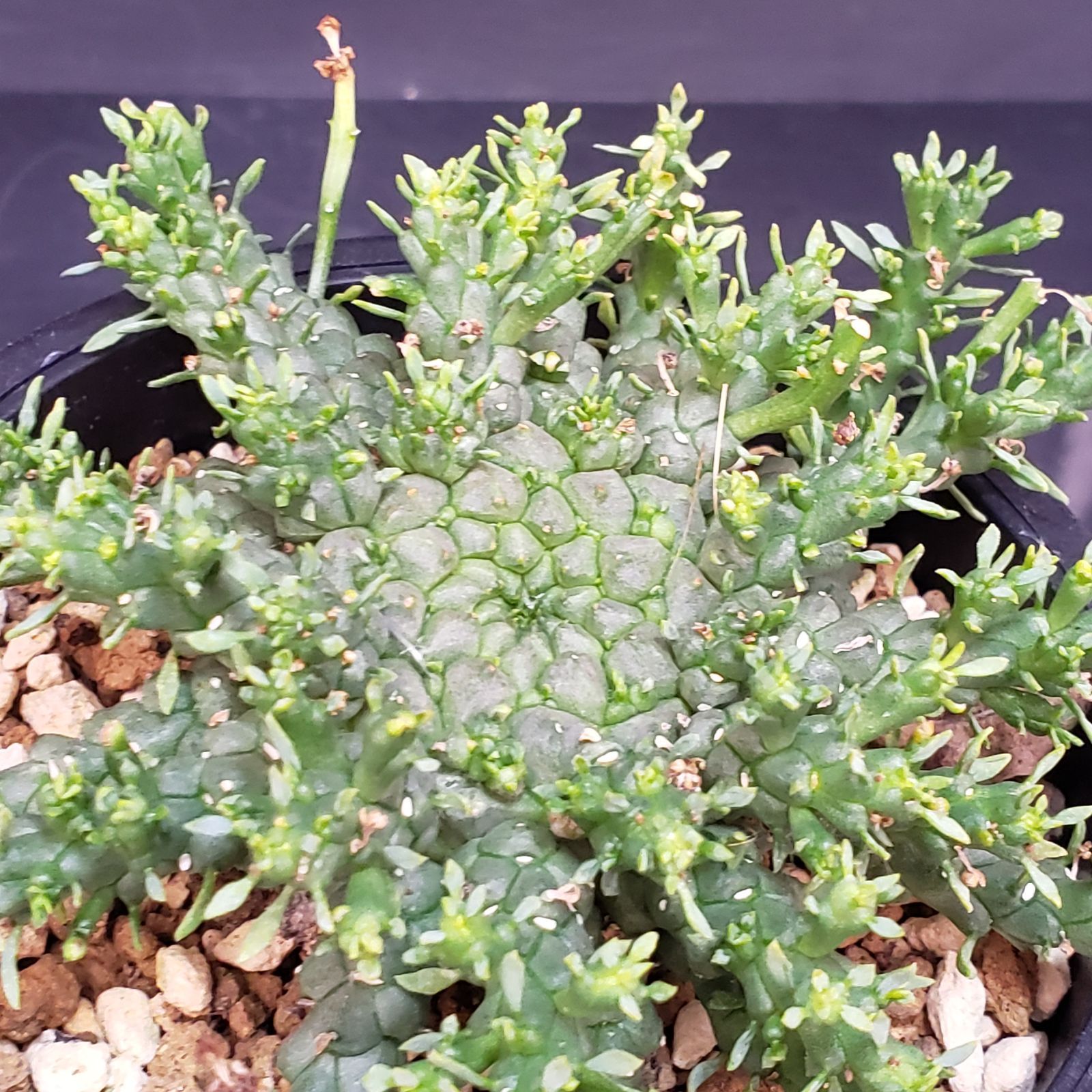 I165【自社養生株】ユーフォルビア ゴルゴニス（発根株・鉢植え