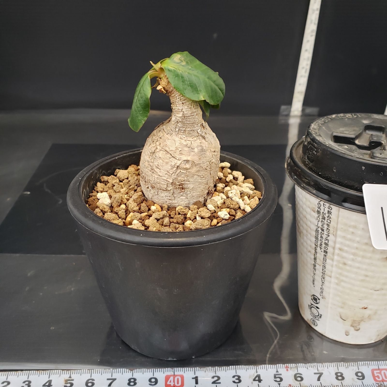 I166【自社養生株】ユーフォルビア プリムリフォリア（現地球・発根株