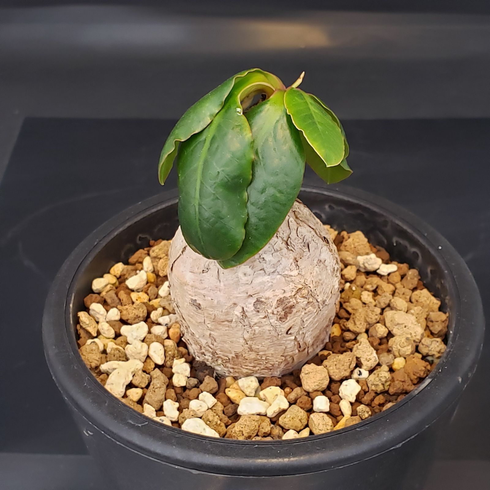 I166【自社養生株】ユーフォルビア プリムリフォリア（現地球・発根株