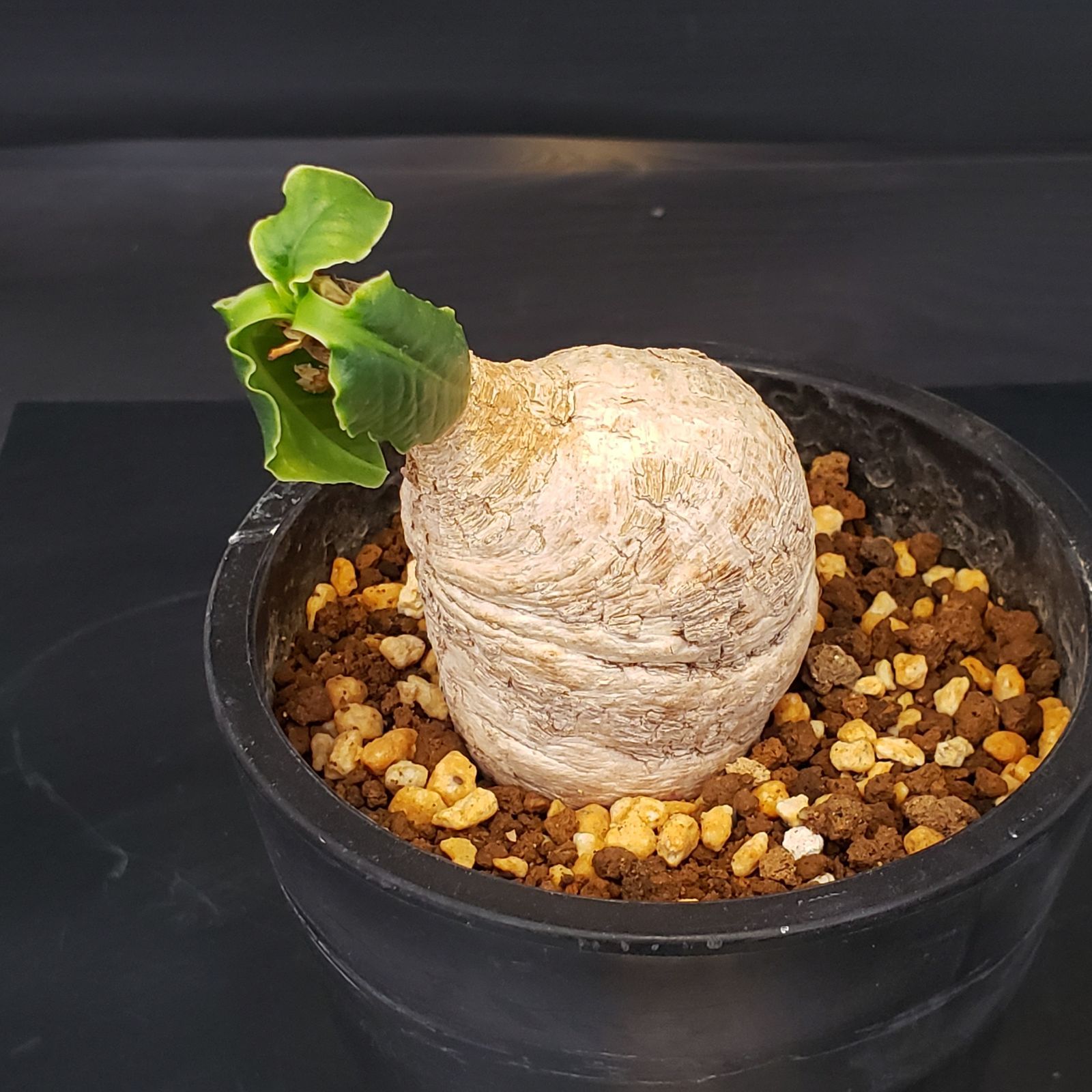 I168【自社養生株】ユーフォルビア プリムリフォリア（現地球・発根株