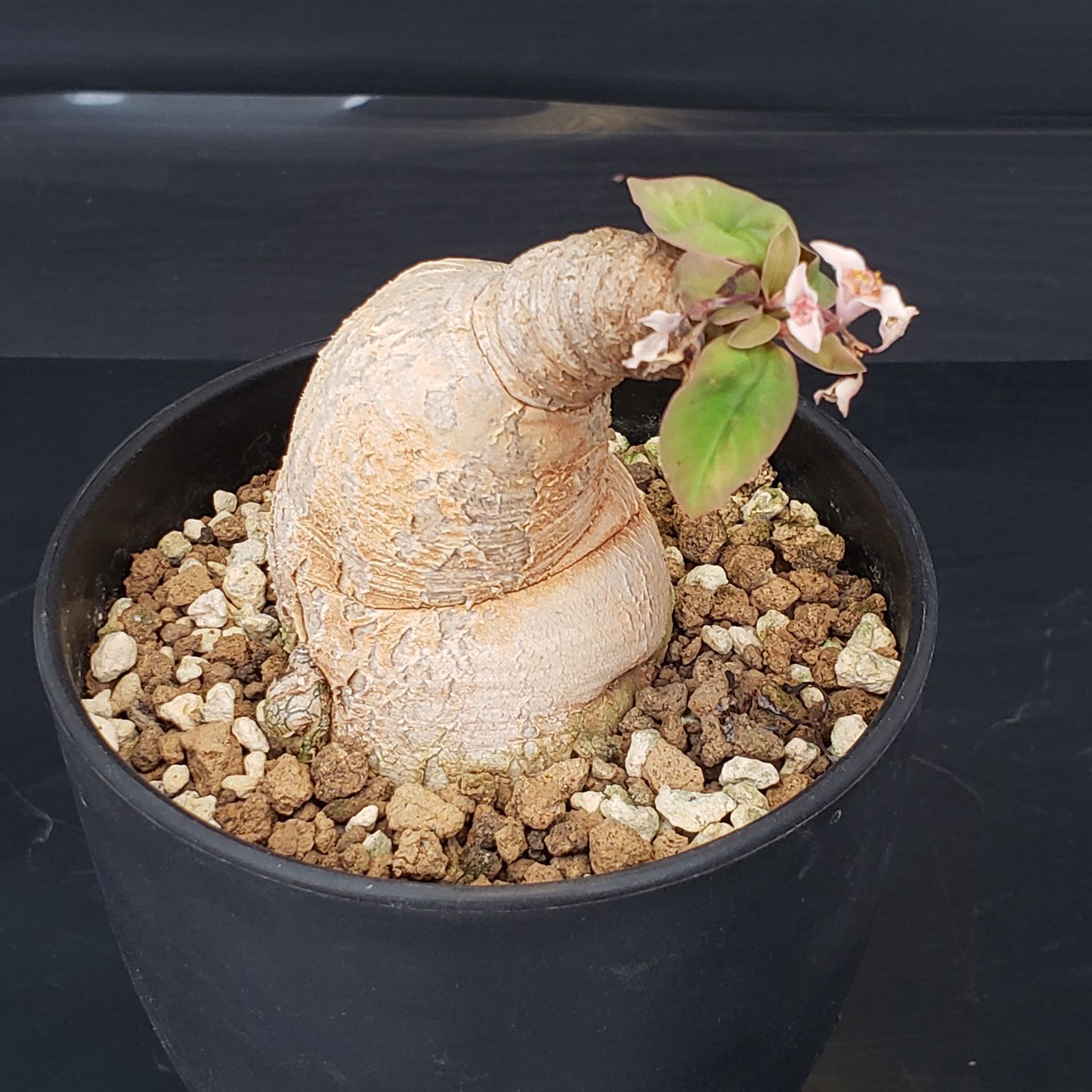 I169【自社養生株】ユーフォルビア プリムリフォリア（現地球・発根株