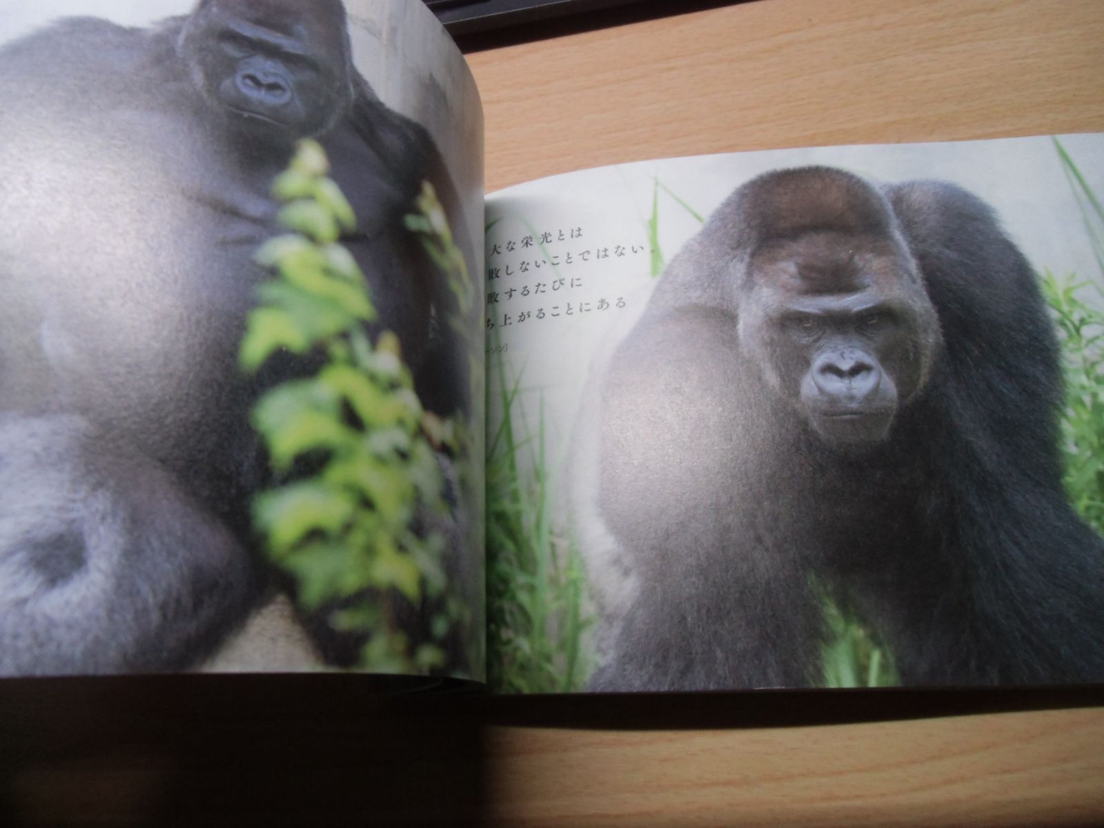 東山動植物園オフィシャルゴリラ写真集 シャバーニ! 【公式通販】