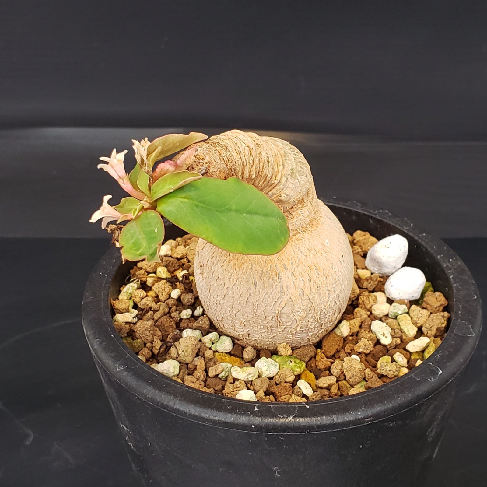 I170【自社養生株】ユーフォルビア プリムリフォリア（現地球・発根株