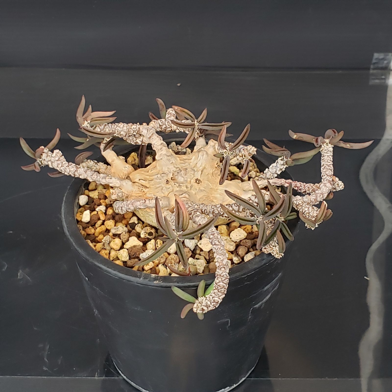 国内実生　長期管理株　ユーフォルビア　キリンドリフォリア　陶器鉢のまま発想　塊根 marvistaポット】ユーフォルビア・ キリンドリフォリア - HANS 多肉