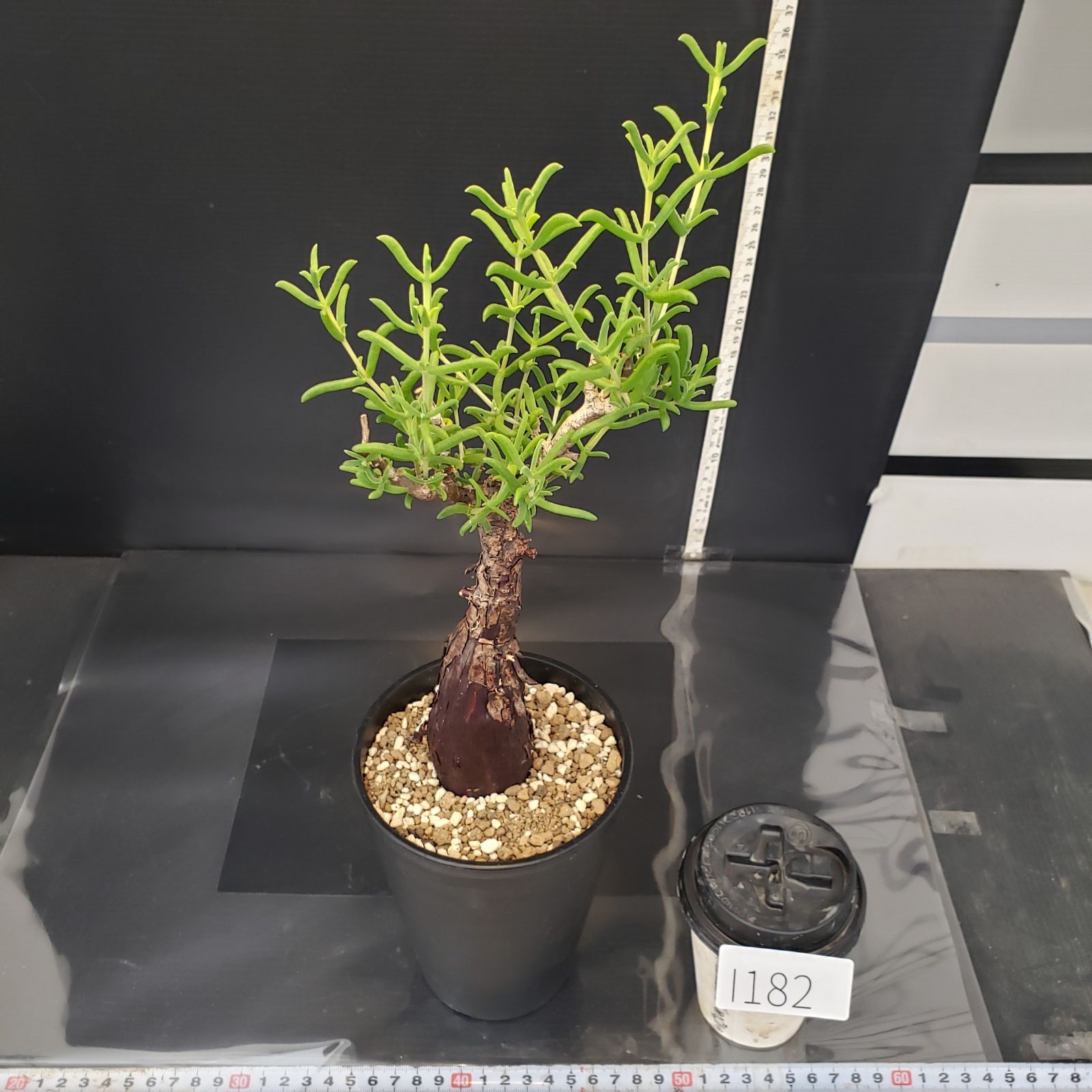 メストクレマ 大株 良樹形 鉢ごと 超メルカリ市限定 I182【自社養生株】メストクレマ（現地球・発根株・鉢植え）【塊根植物