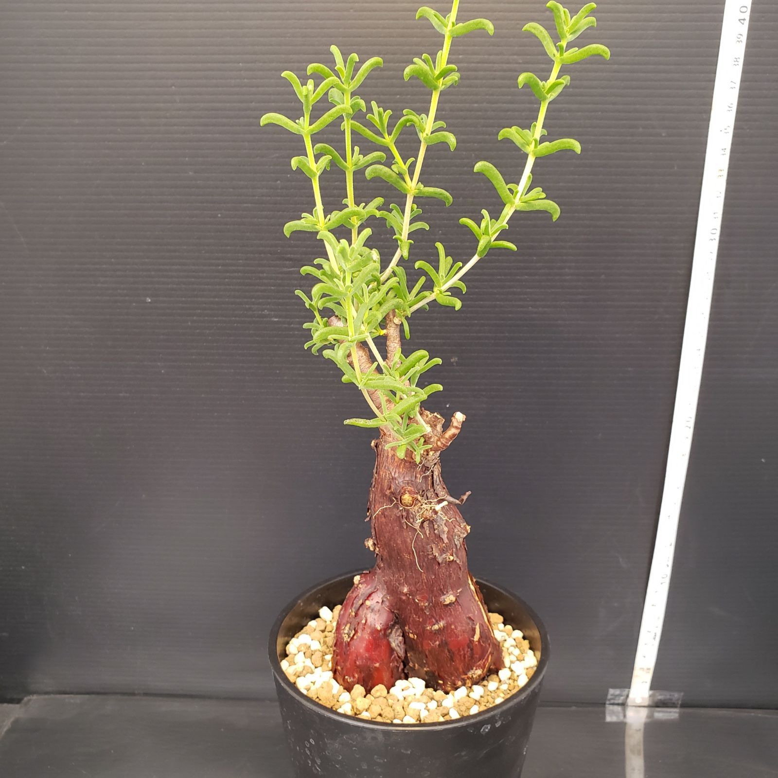 メストクレマ I183【自社養生株】メストクレマ（現地球・発根株・鉢植え）【塊根植物