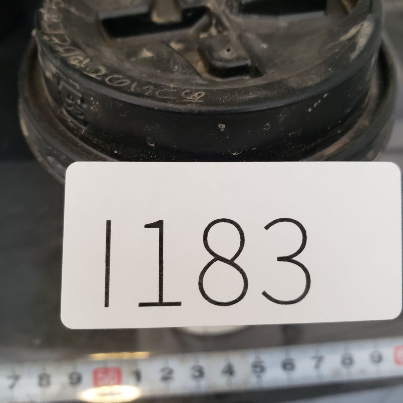 I183【自社養生株】メストクレマ（現地球・発根株・鉢植え）【塊根植物