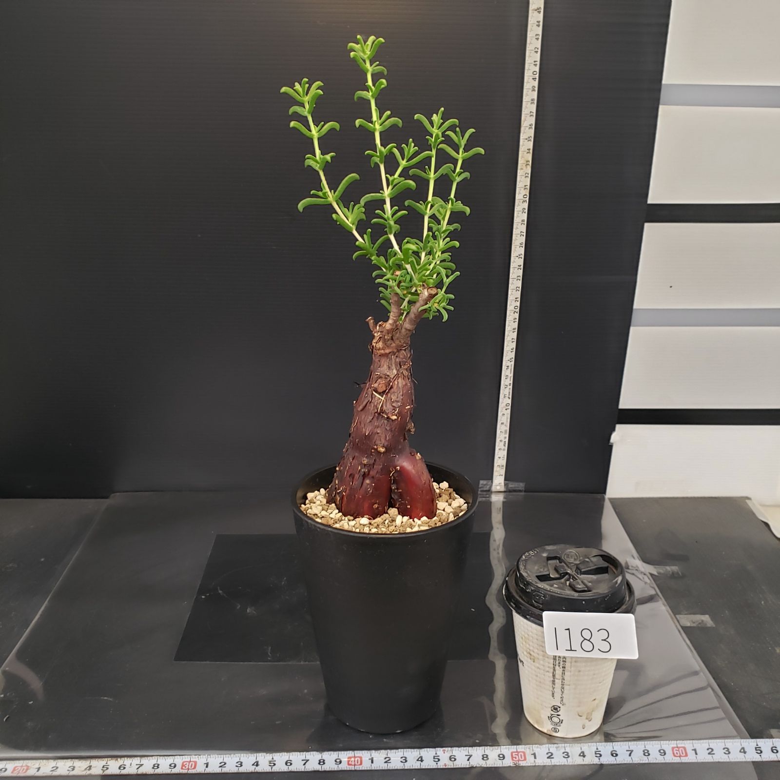 I183【自社養生株】メストクレマ（現地球・発根株・鉢植え）【塊根植物