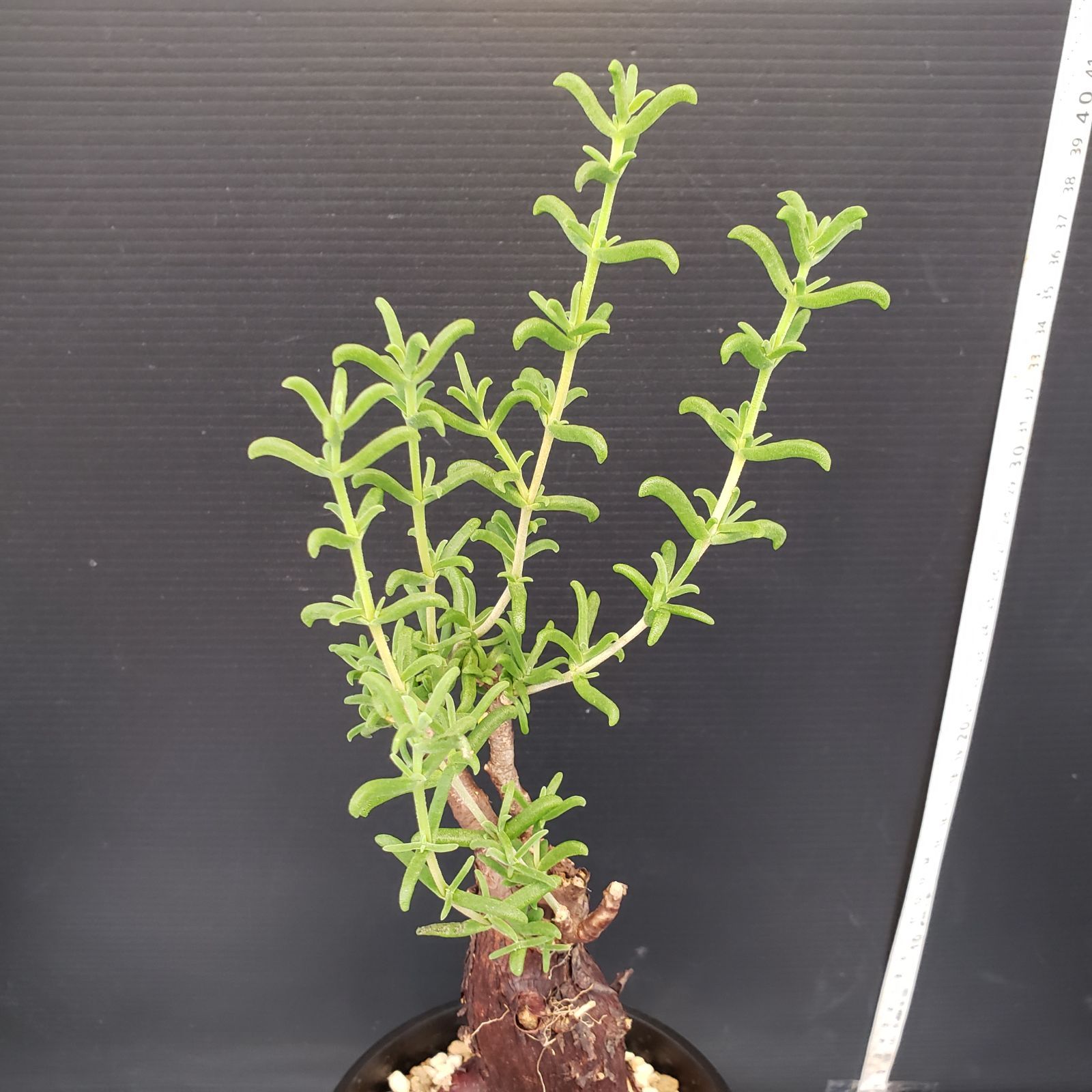 I183【自社養生株】メストクレマ（現地球・発根株・鉢植え）【塊根植物