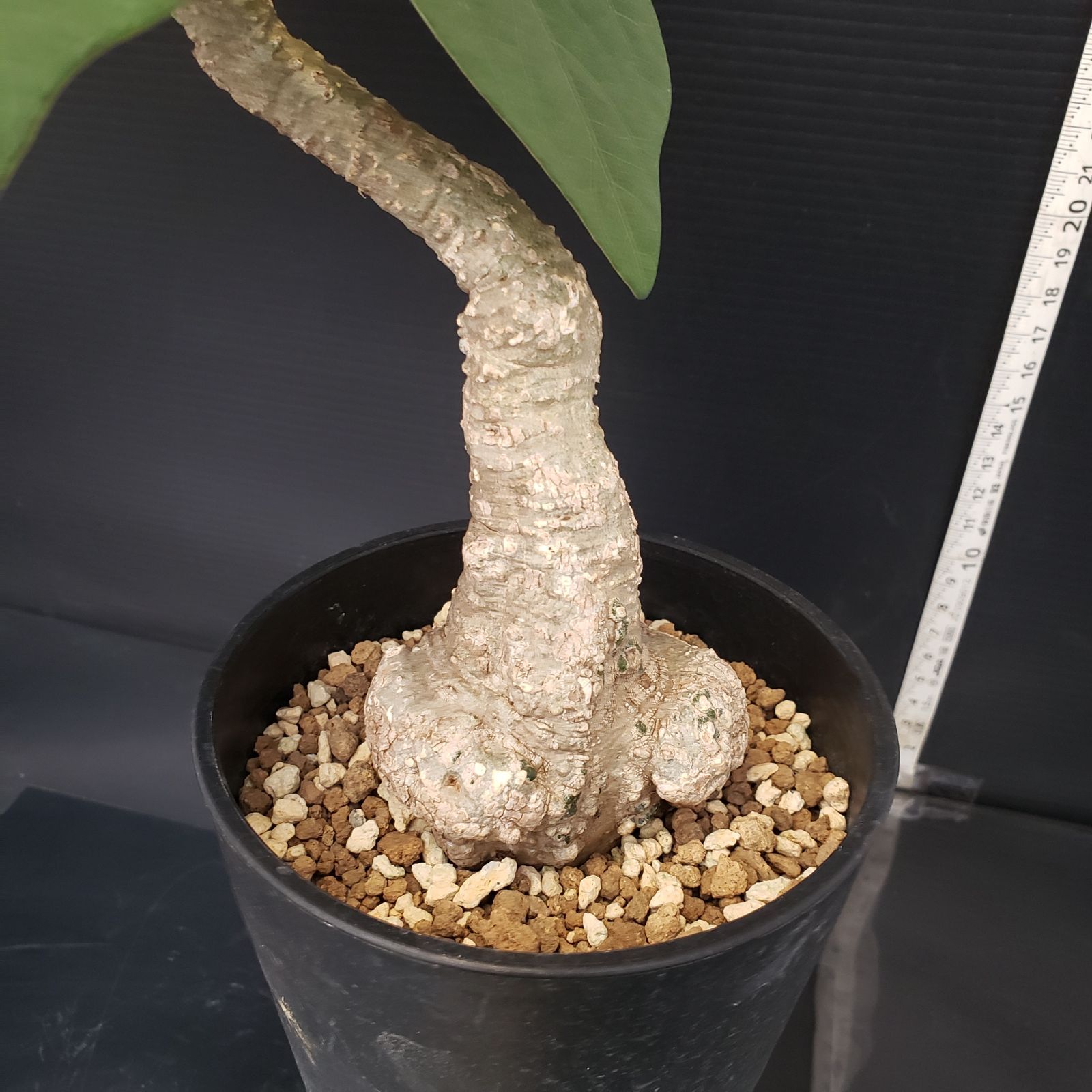 I184【自社養生株】アデニア スティローサ（現地球・発根株・鉢植え