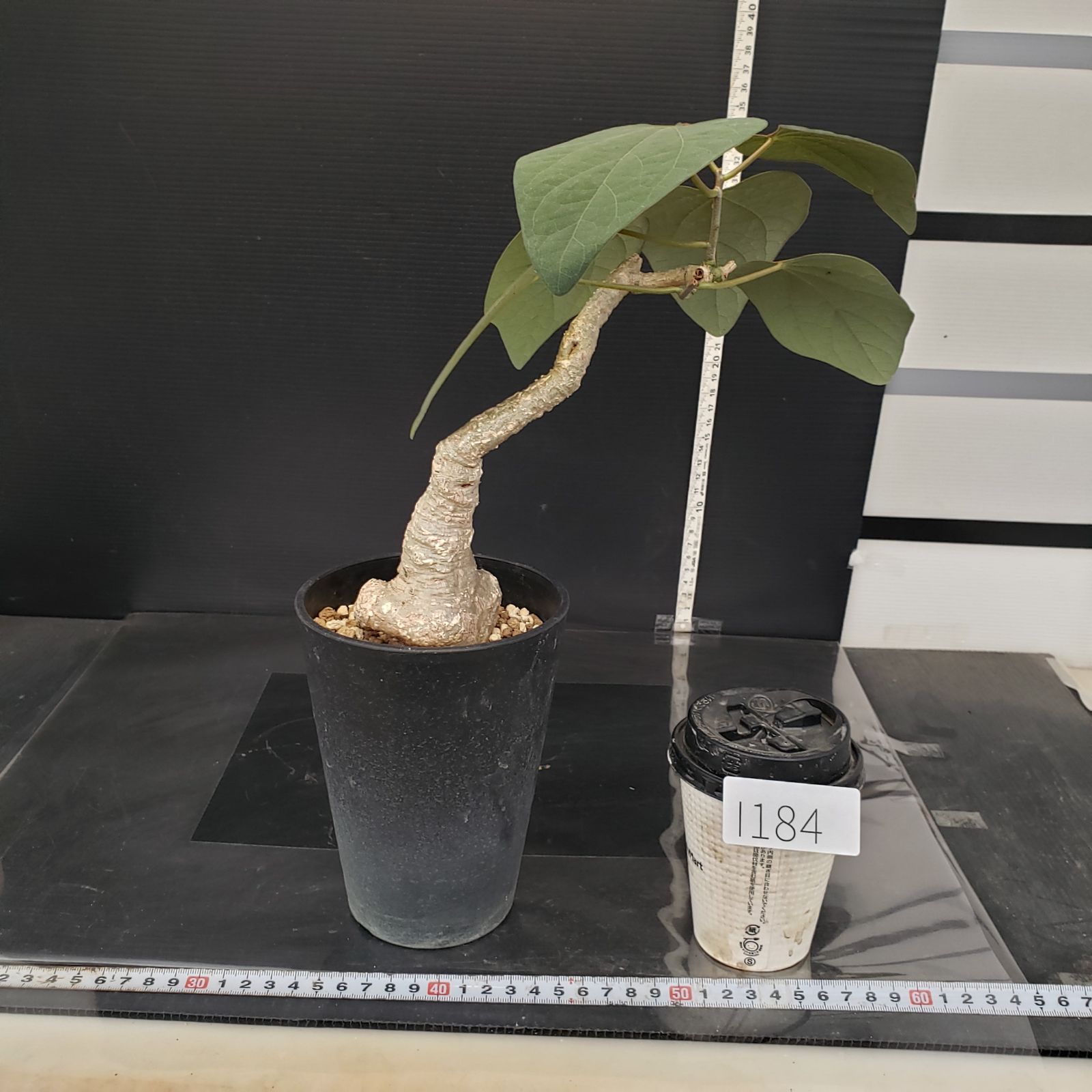 I184【自社養生株】アデニア スティローサ（現地球・発根株・鉢植え