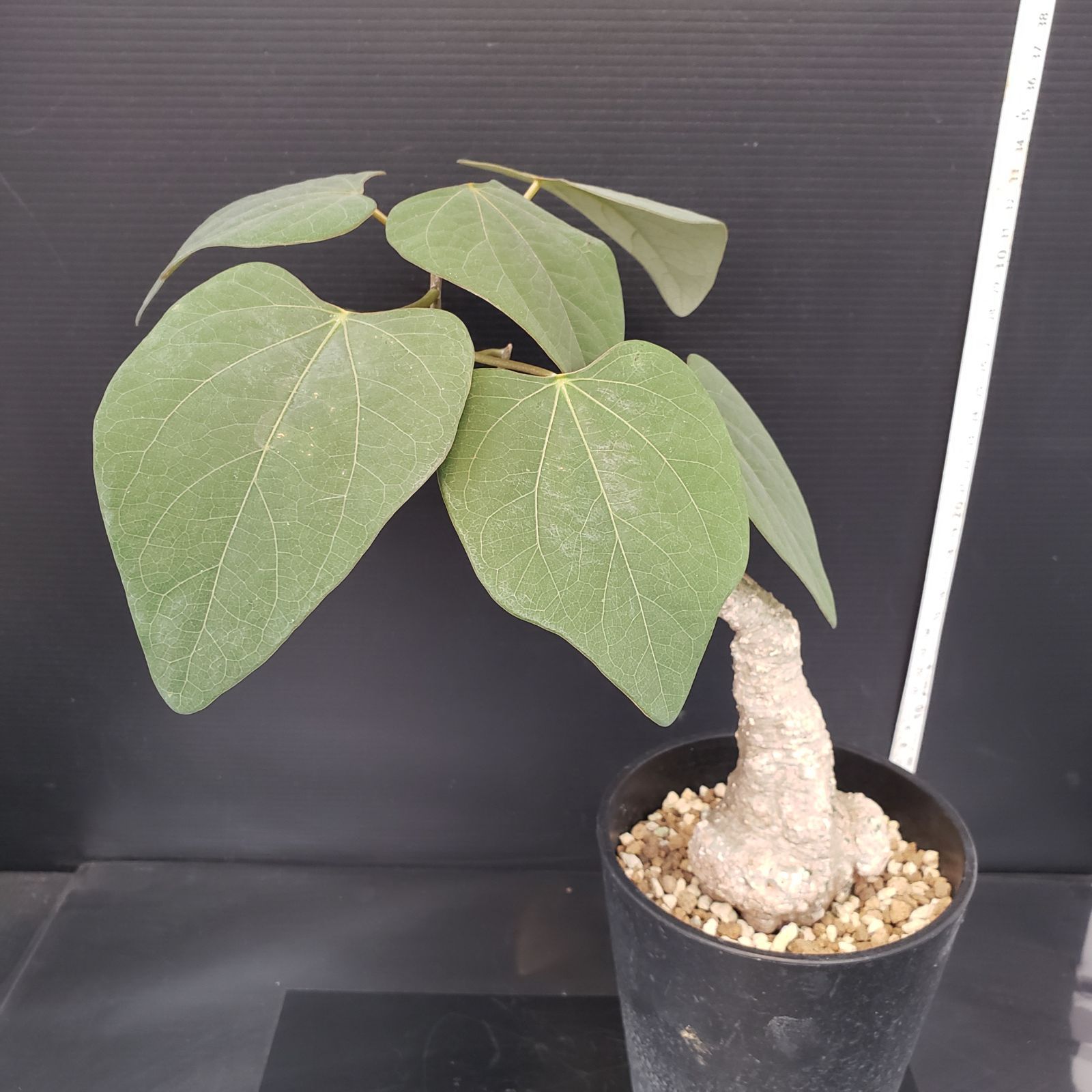 I184【自社養生株】アデニア スティローサ（現地球・発根株・鉢植え