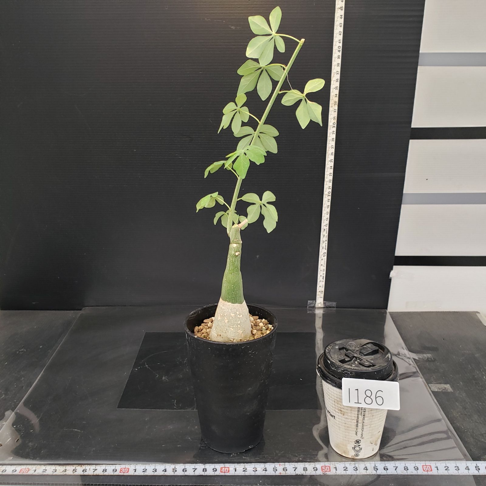 アデニア フルチコーサ 現地球 発根株 (鉢付き) アデニアフルチコーサ