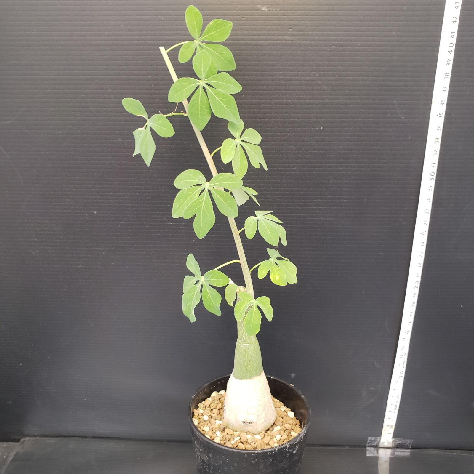 アデニア　フルチコーサ　現地球　発根株　（鉢付き） I186【自社養生株】アデニア フルチコーサ（現地球・発根株・鉢植え