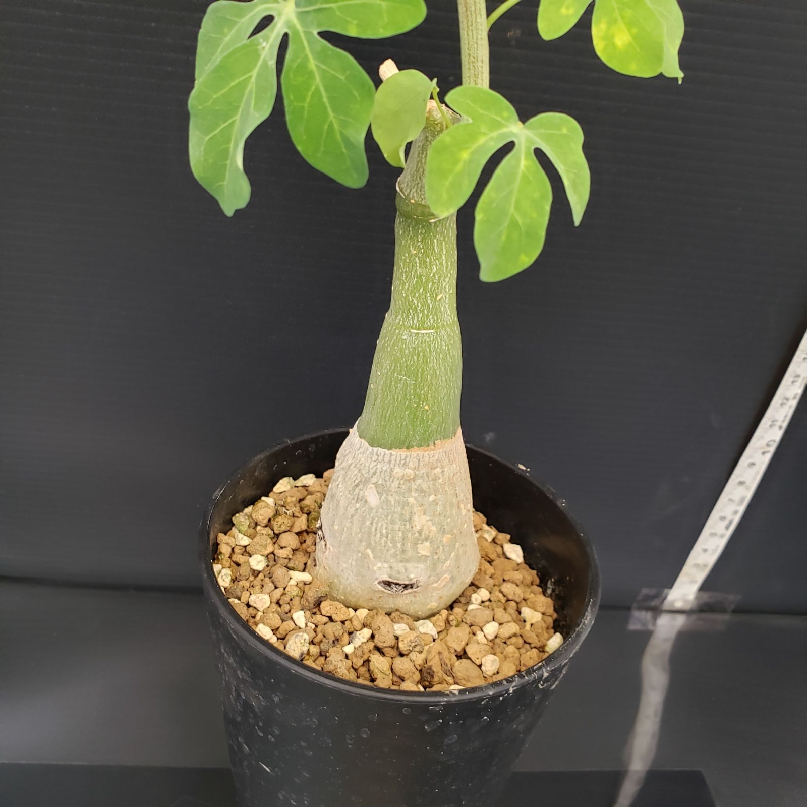 I186【自社養生株】アデニア フルチコーサ（現地球・発根株・鉢植え