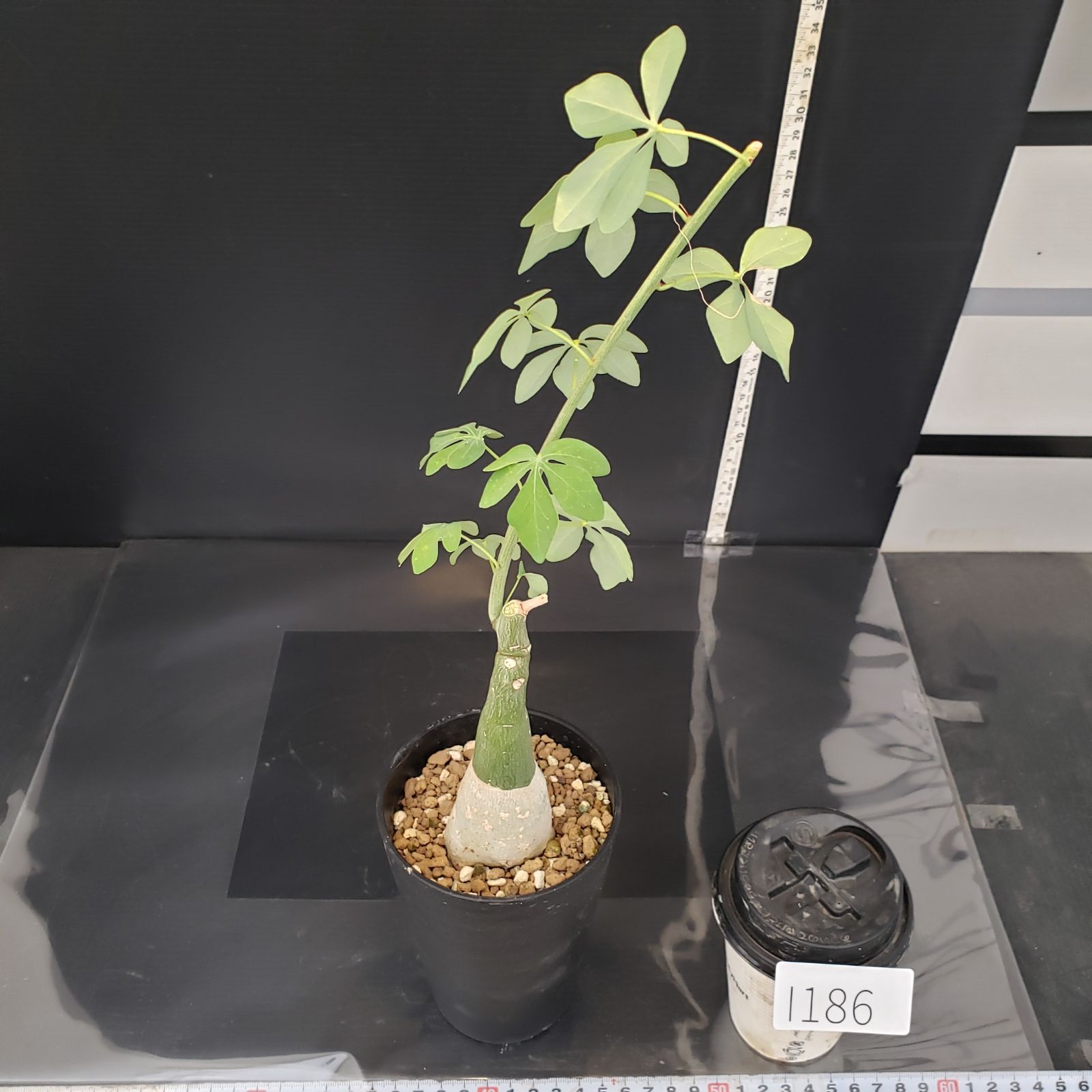 I186【自社養生株】アデニア フルチコーサ（現地球・発根株・鉢植え