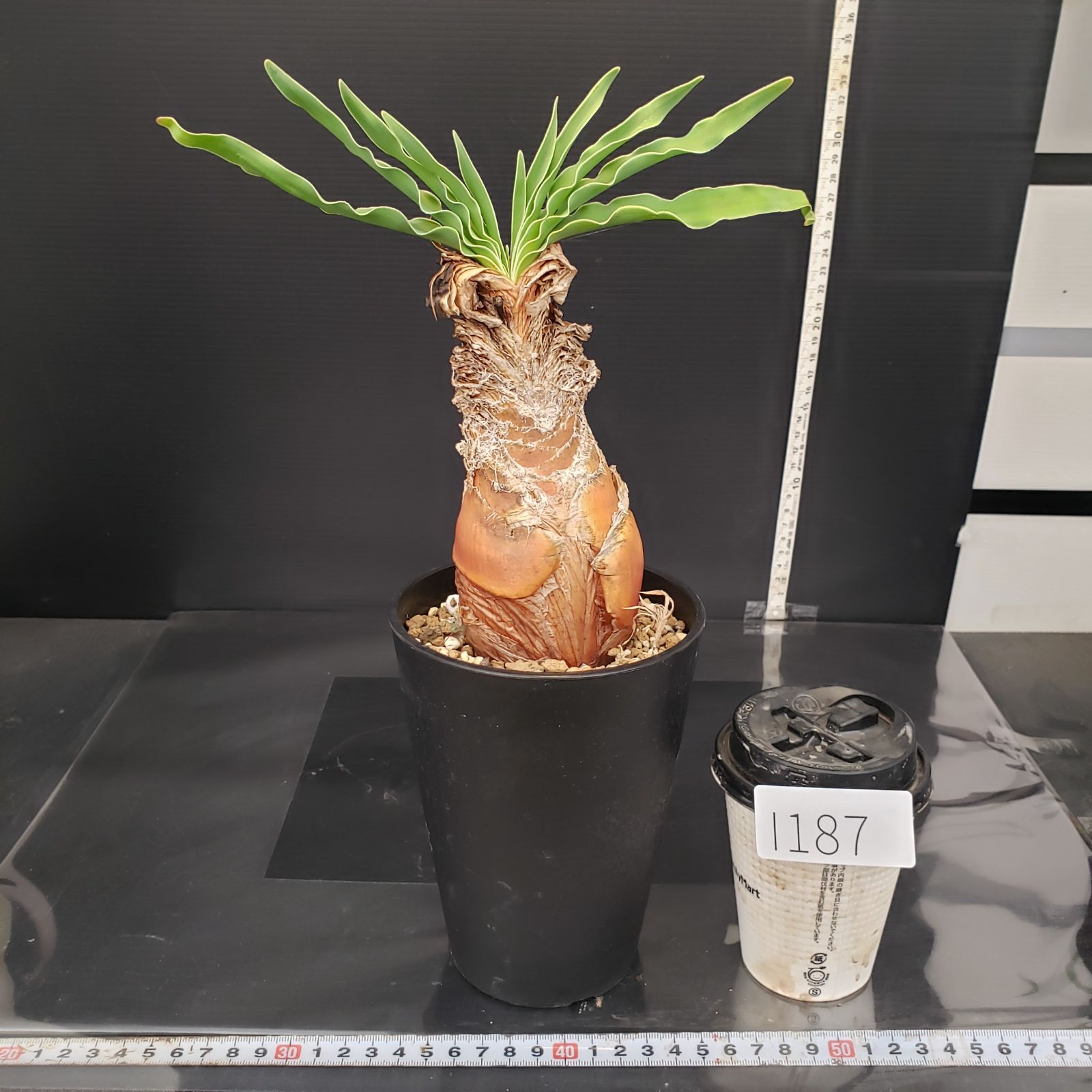 ト0703 「球根植物」ブーファン ディスティチャ 植え【一部発根開始