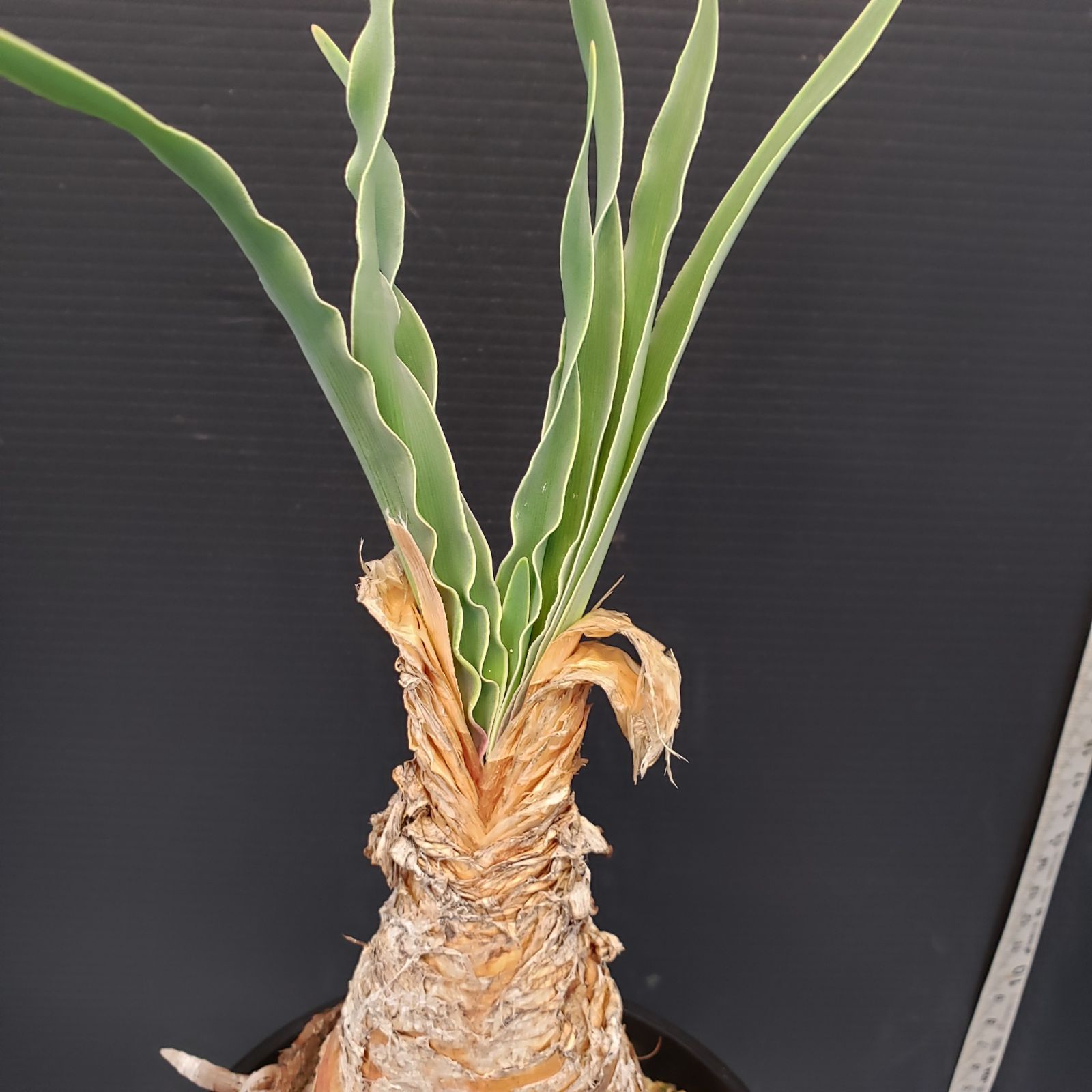 ブーファン　ディスティチャ　現地球　発根済 ブーファン ディスティチャ 現地球 発根済 【公式通販】