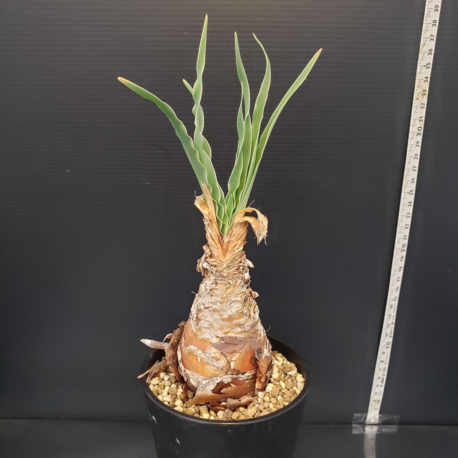 I190【自社養生株】ブーファン ディスティチャ（現地球・発根株