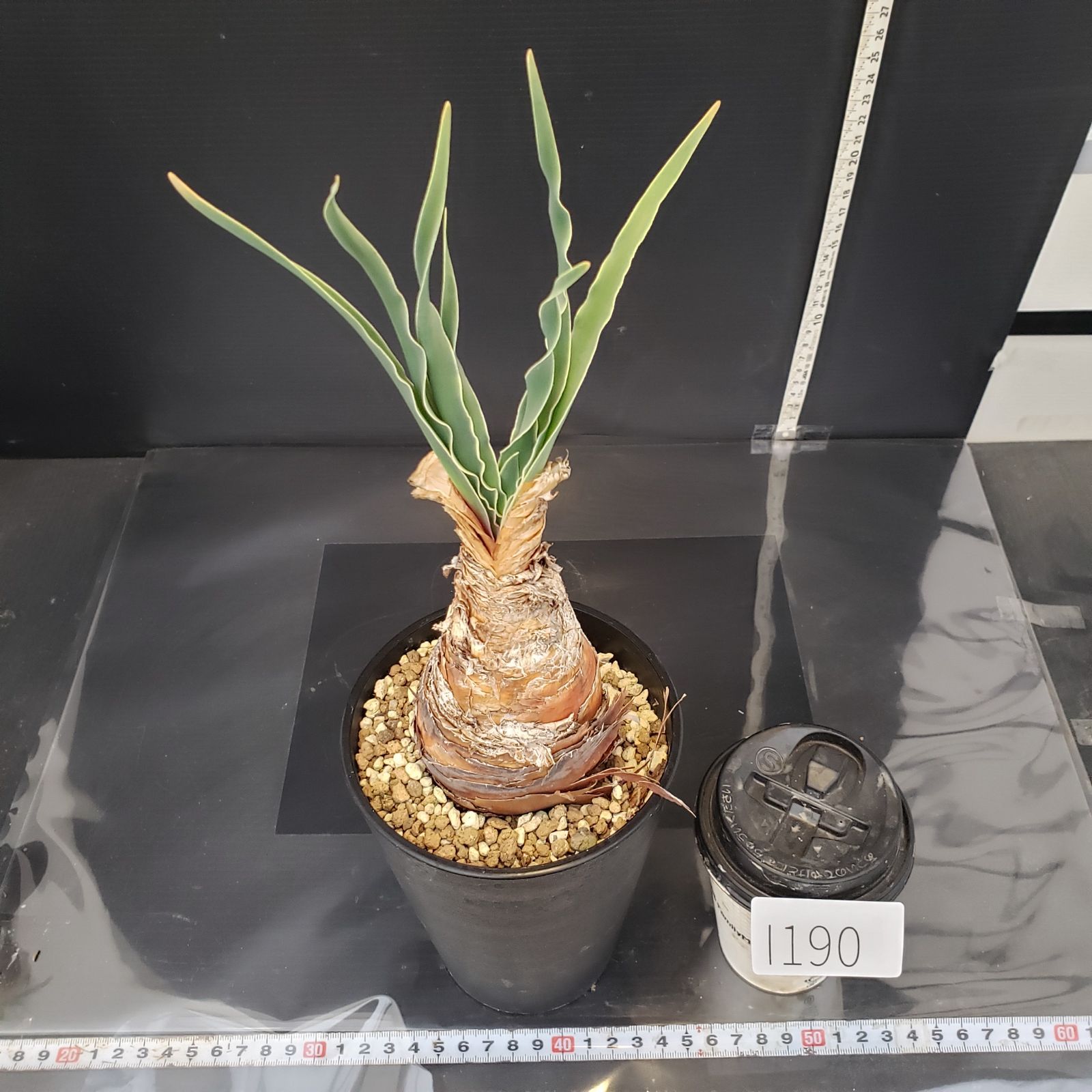 カ0313 「球根植物」ブーファン ディスティチャ 抜き苗【11/27最新到着