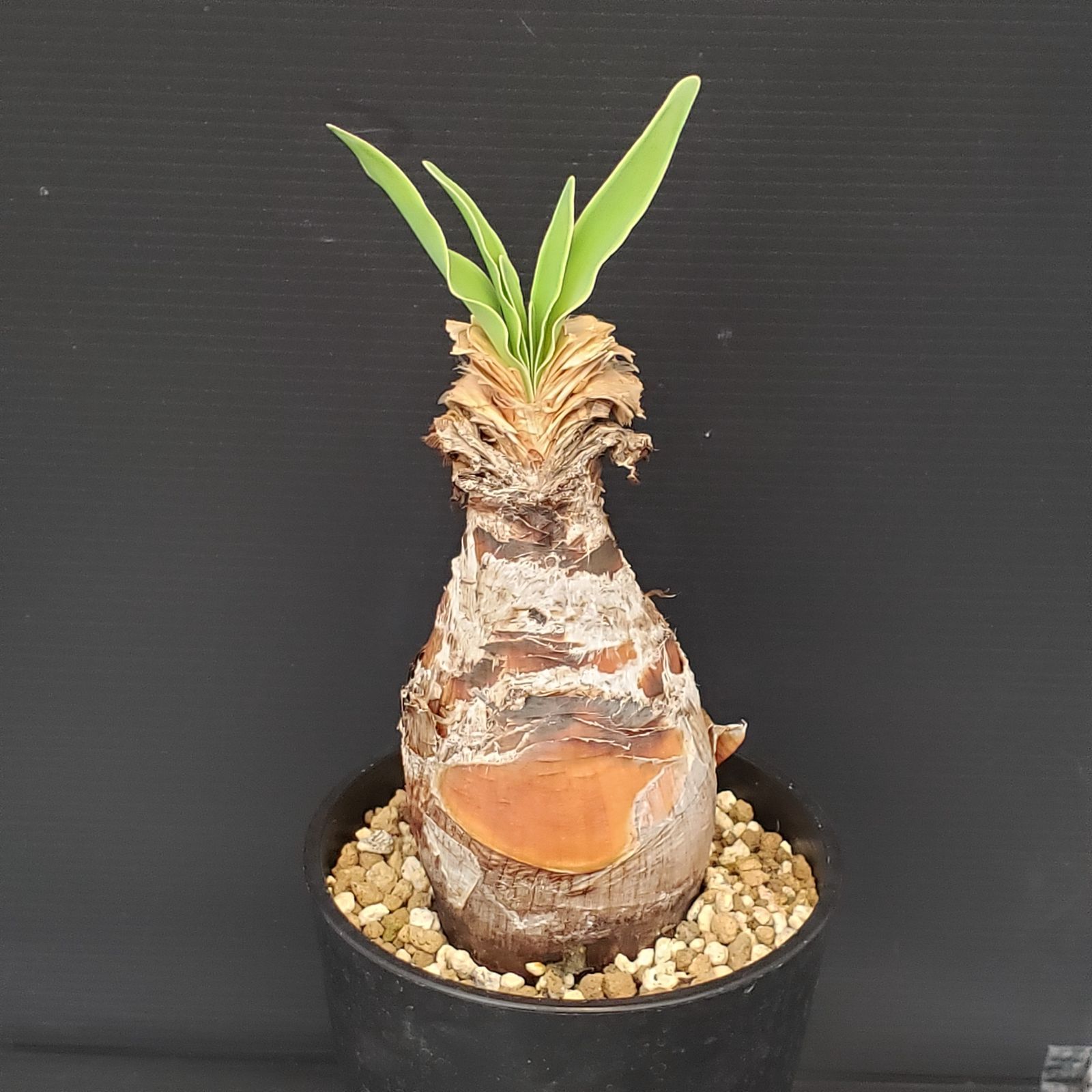 I191【自社養生株】ブーファン ディスティチャ（現地球・発根株