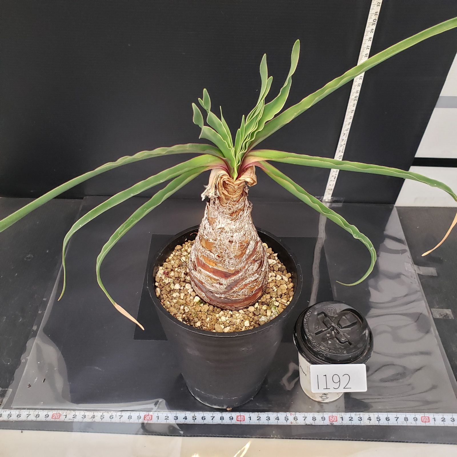 ト0703 「球根植物」ブーファン ディスティチャ 植え【一部発根開始