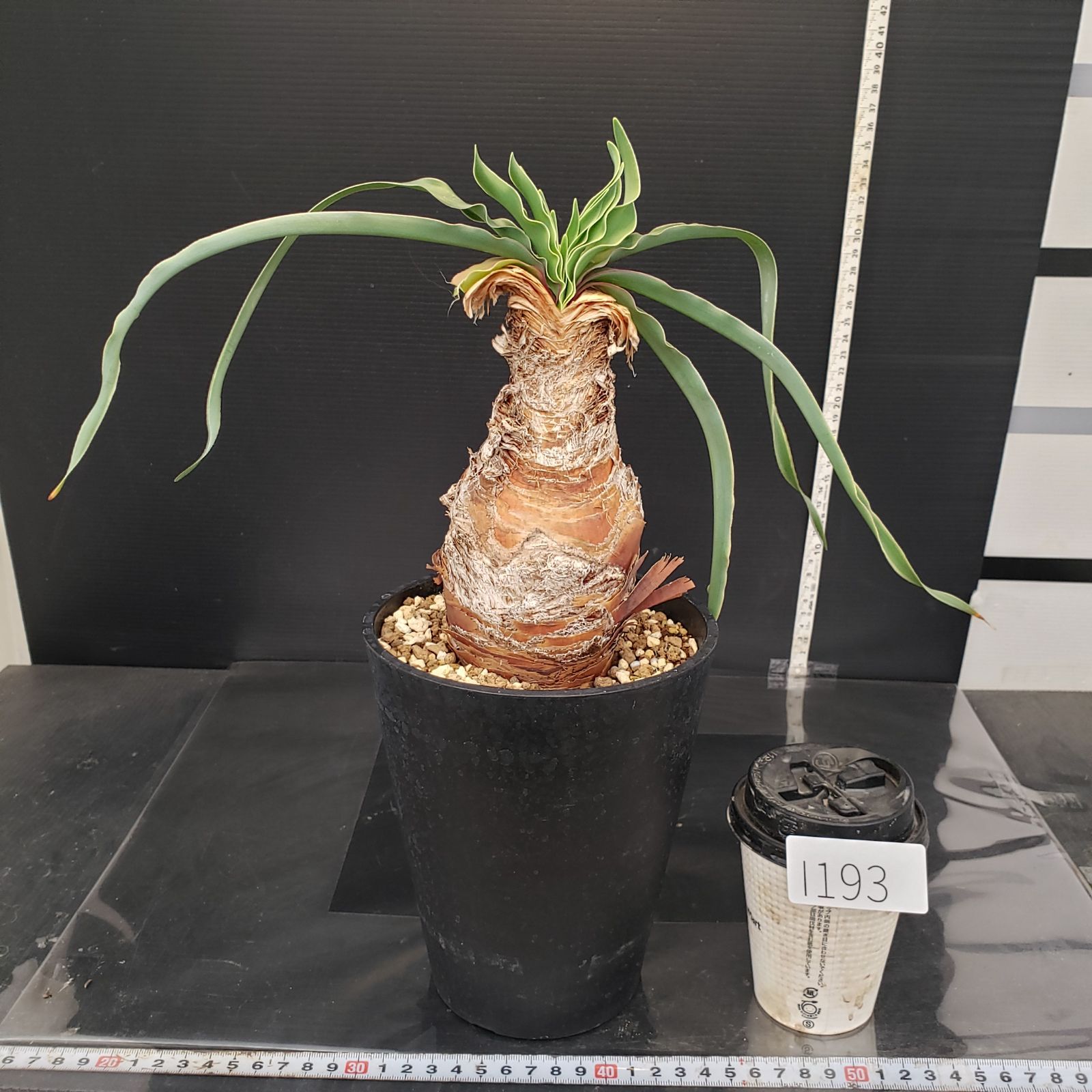 I193【自社養生株】ブーファン ディスティチャ（現地球・発根株