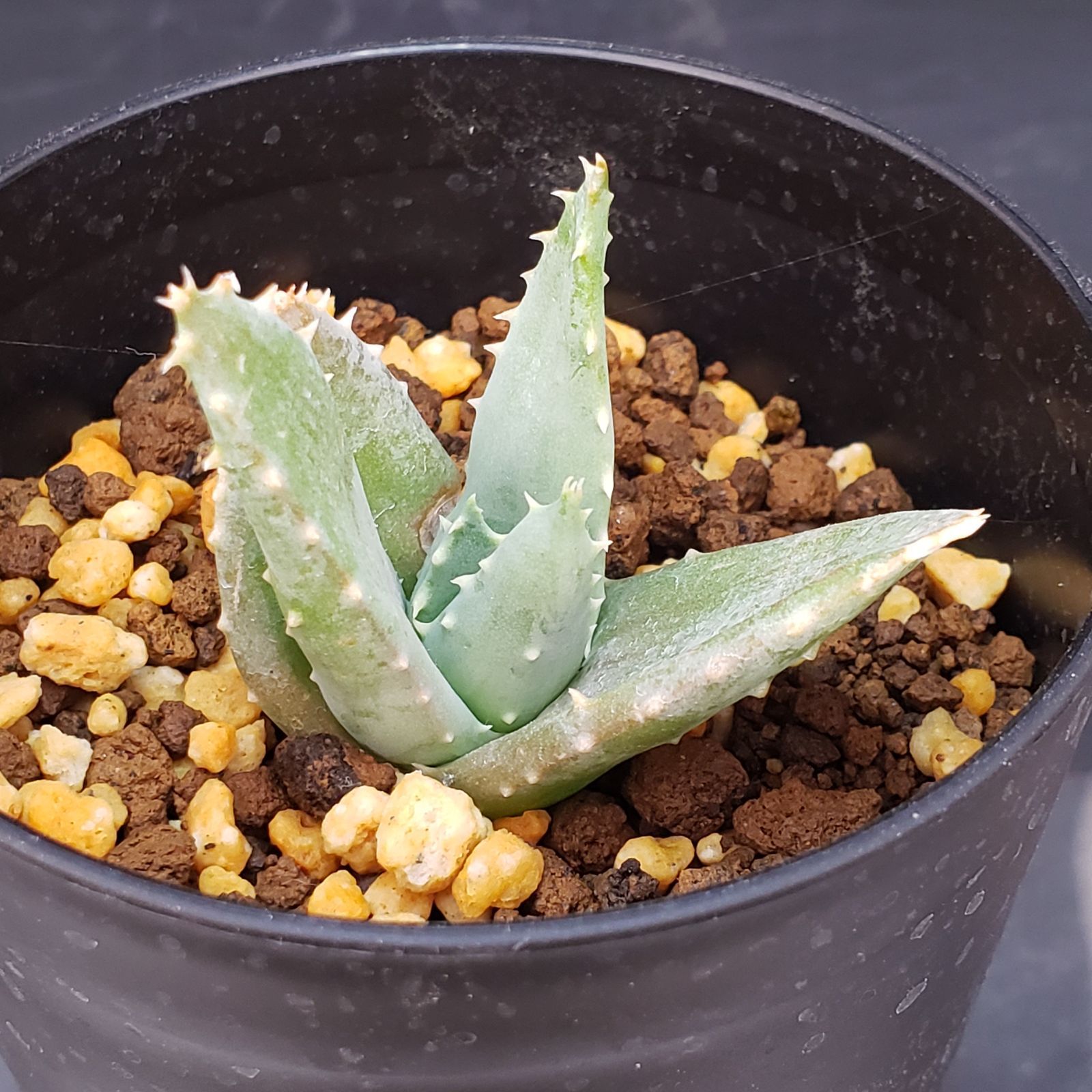 I196【自社養生株】アロエ ピランシー（発根株・鉢植え）【多肉植物