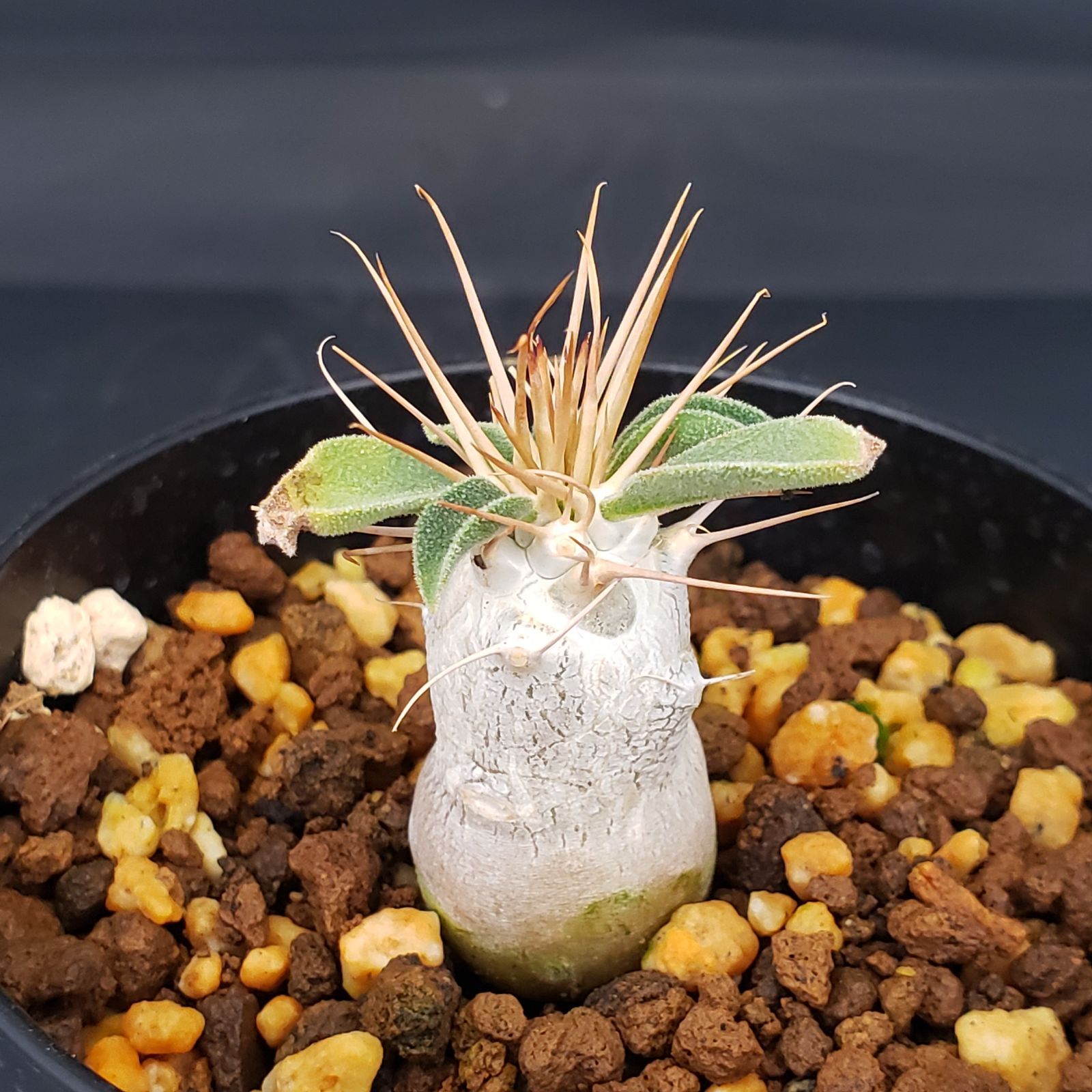 I199【自社養生株】パキポディウム ナマクアナム（発根株・鉢植え