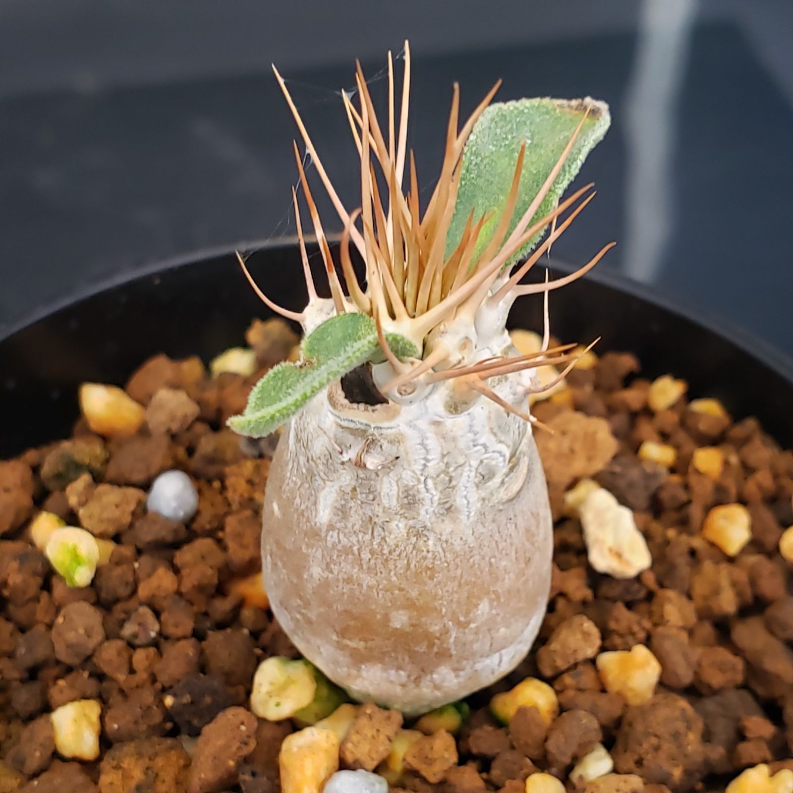 I200【自社養生株】パキポディウム ナマクアナム（発根株・鉢植え