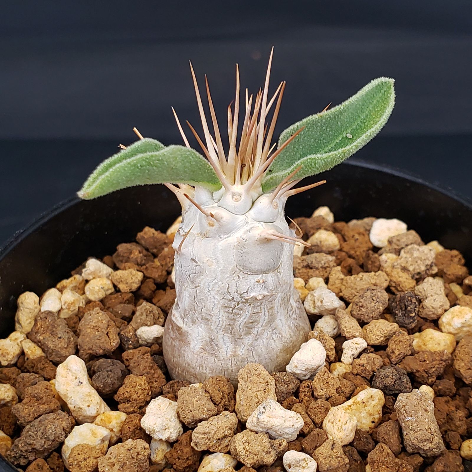 I201【自社養生株】パキポディウム ナマクアナム（発根株・鉢植え