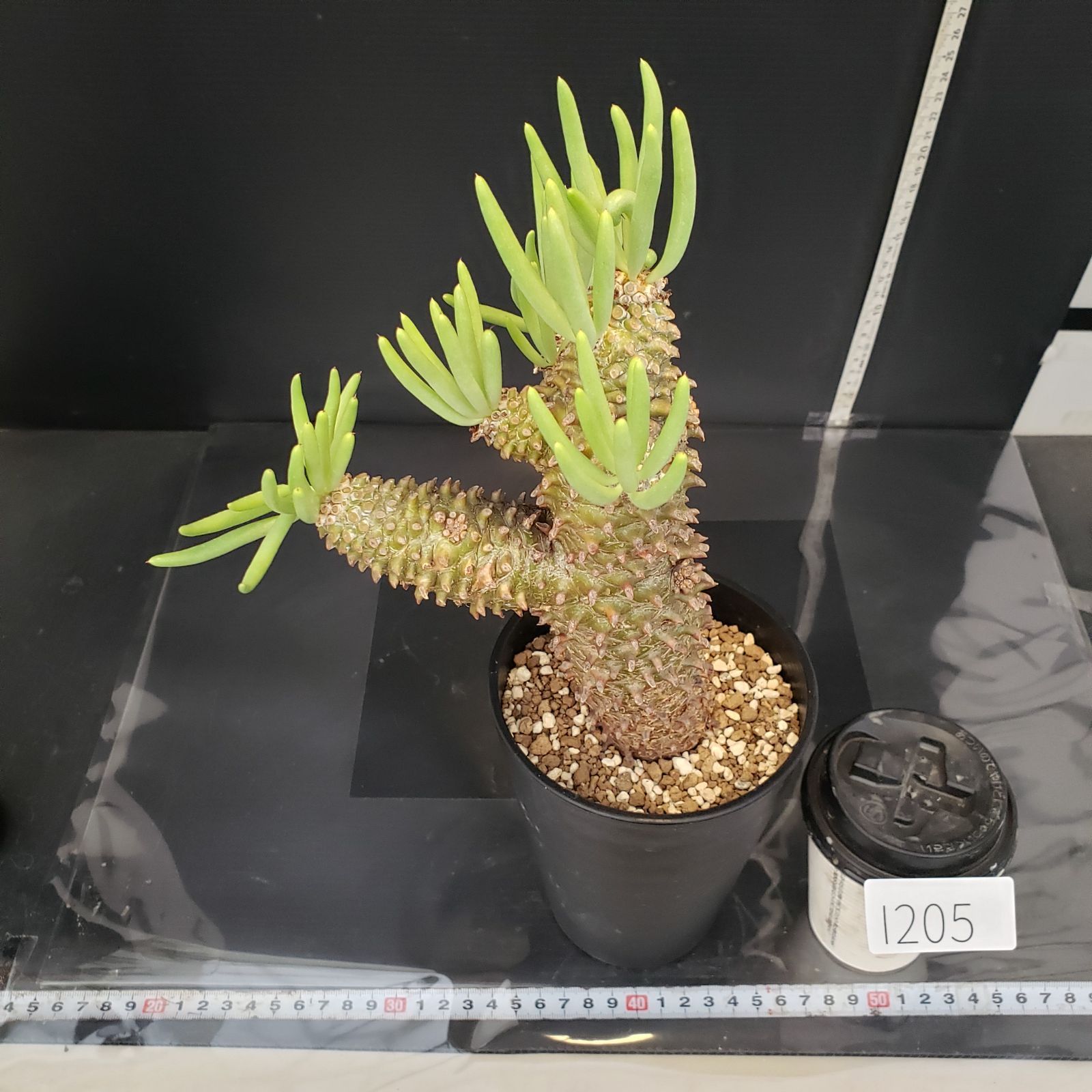 特大 現地株チレコドン ワリチー I209【自社養生株】チレコドン ワリチー（現地球・発根株・鉢植え