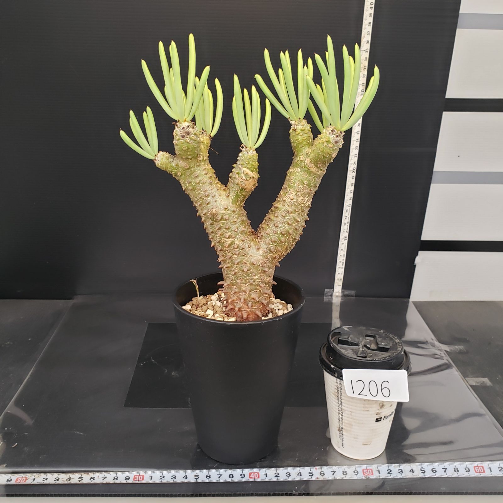 I206【自社養生株】チレコドン ワリチー（現地球・発根株・鉢植え