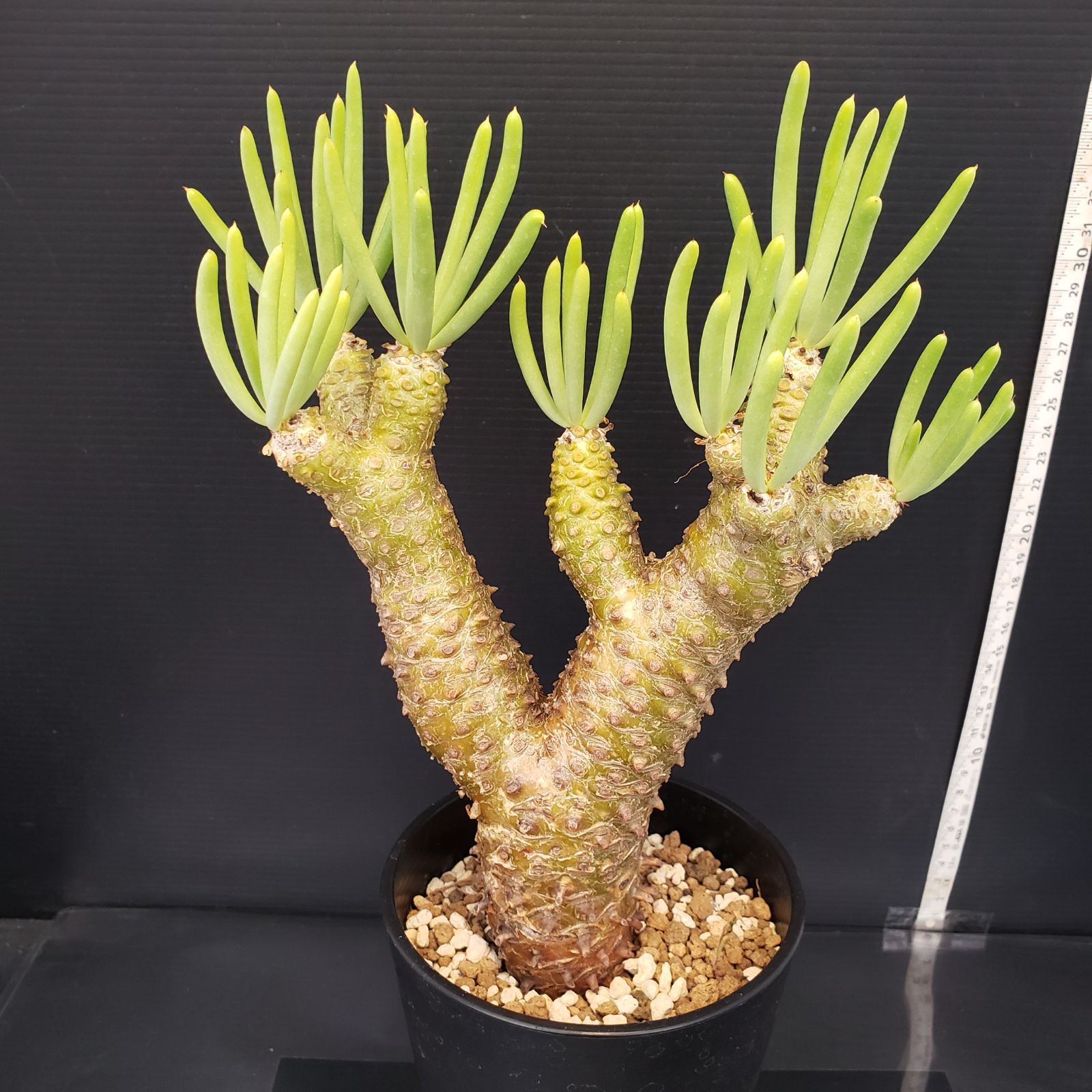 I206【自社養生株】チレコドン ワリチー（現地球・発根株・鉢植え