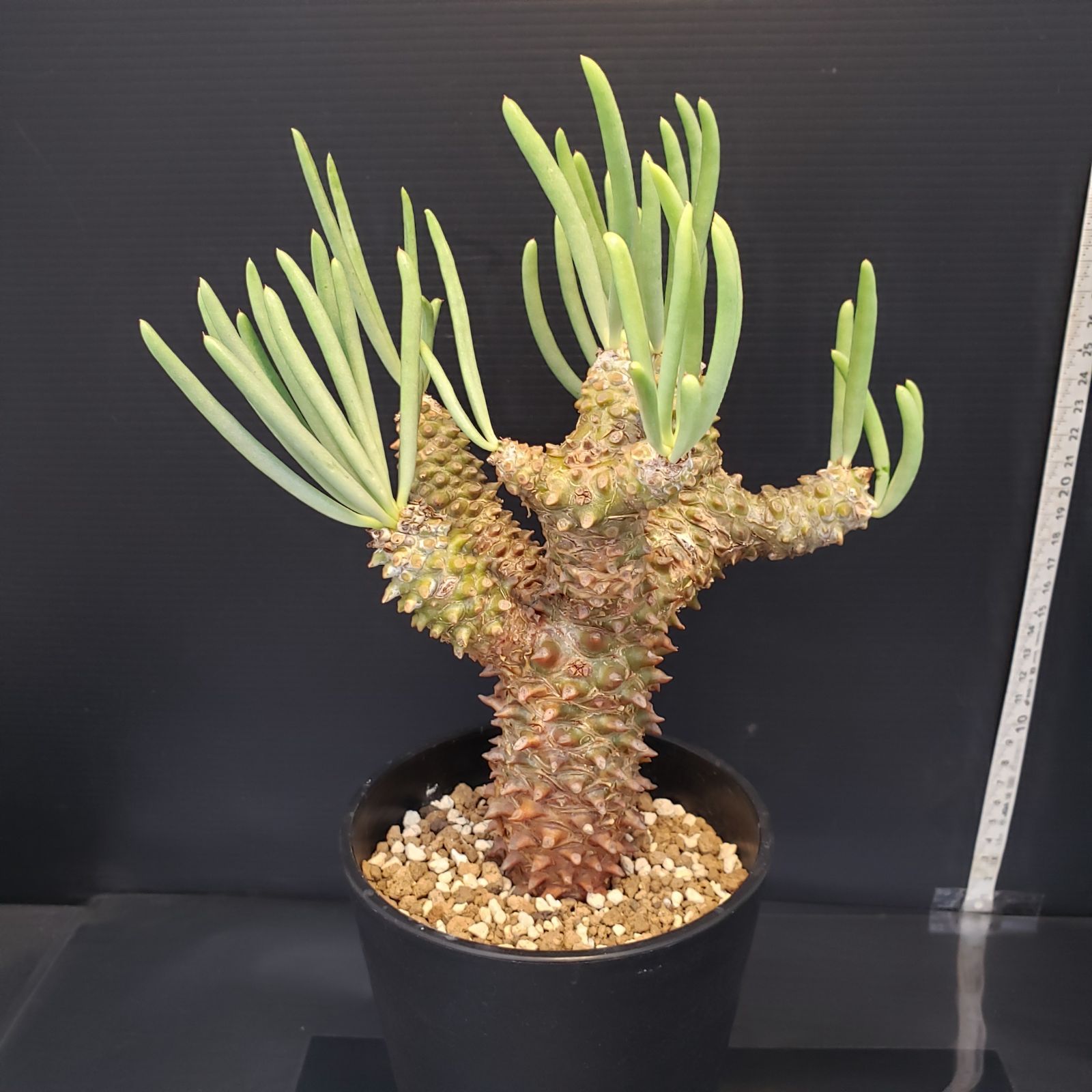 I207【自社養生株】チレコドン ワリチー（現地球・発根株・鉢植え