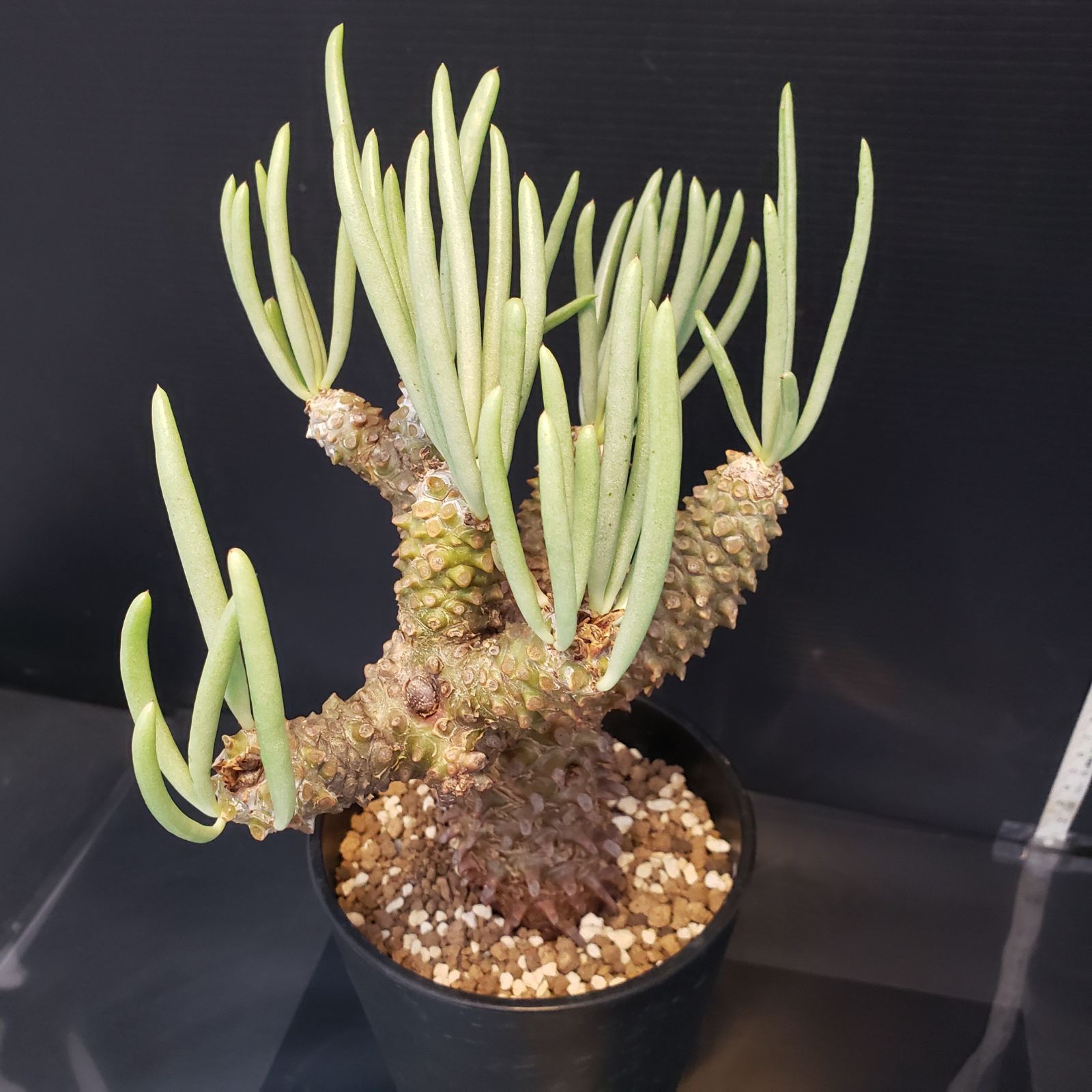 I207【自社養生株】チレコドン ワリチー（現地球・発根株・鉢植え