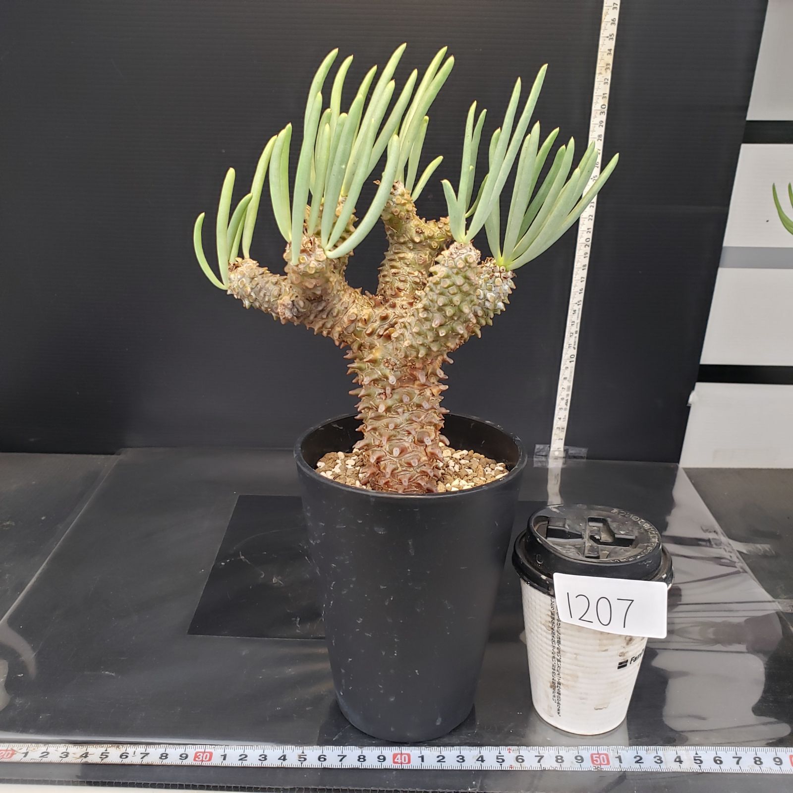 I207【自社養生株】チレコドン ワリチー（現地球・発根株・鉢植え