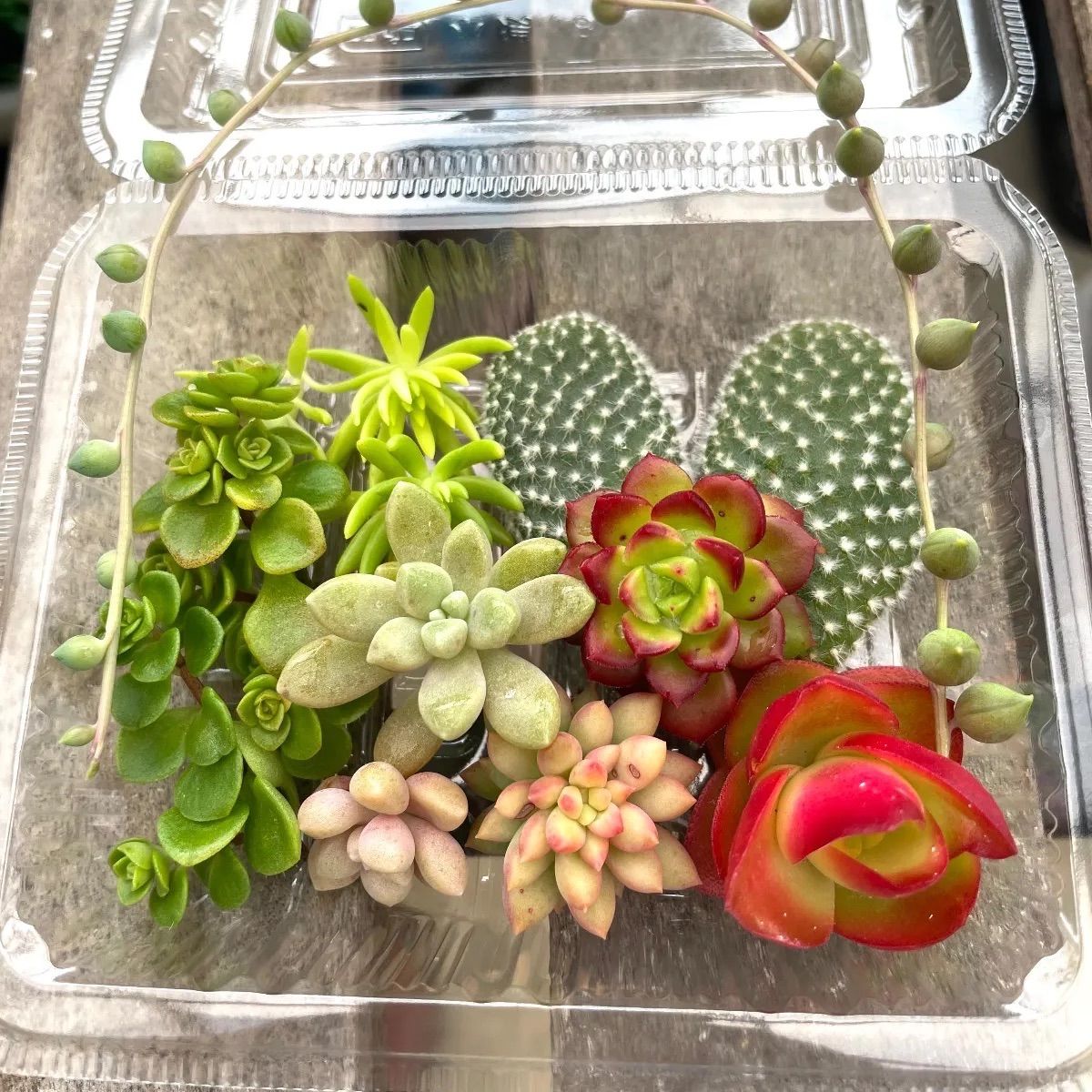 ☆多肉植物カット苗詰め合わせ➀番☆ネックレス付き☆寄せ植え