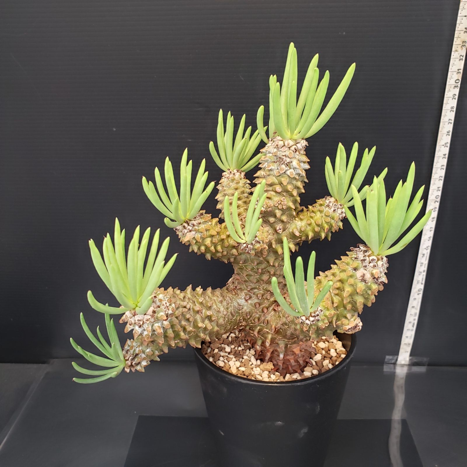 I209【自社養生株】チレコドン ワリチー（現地球・発根株・鉢植え