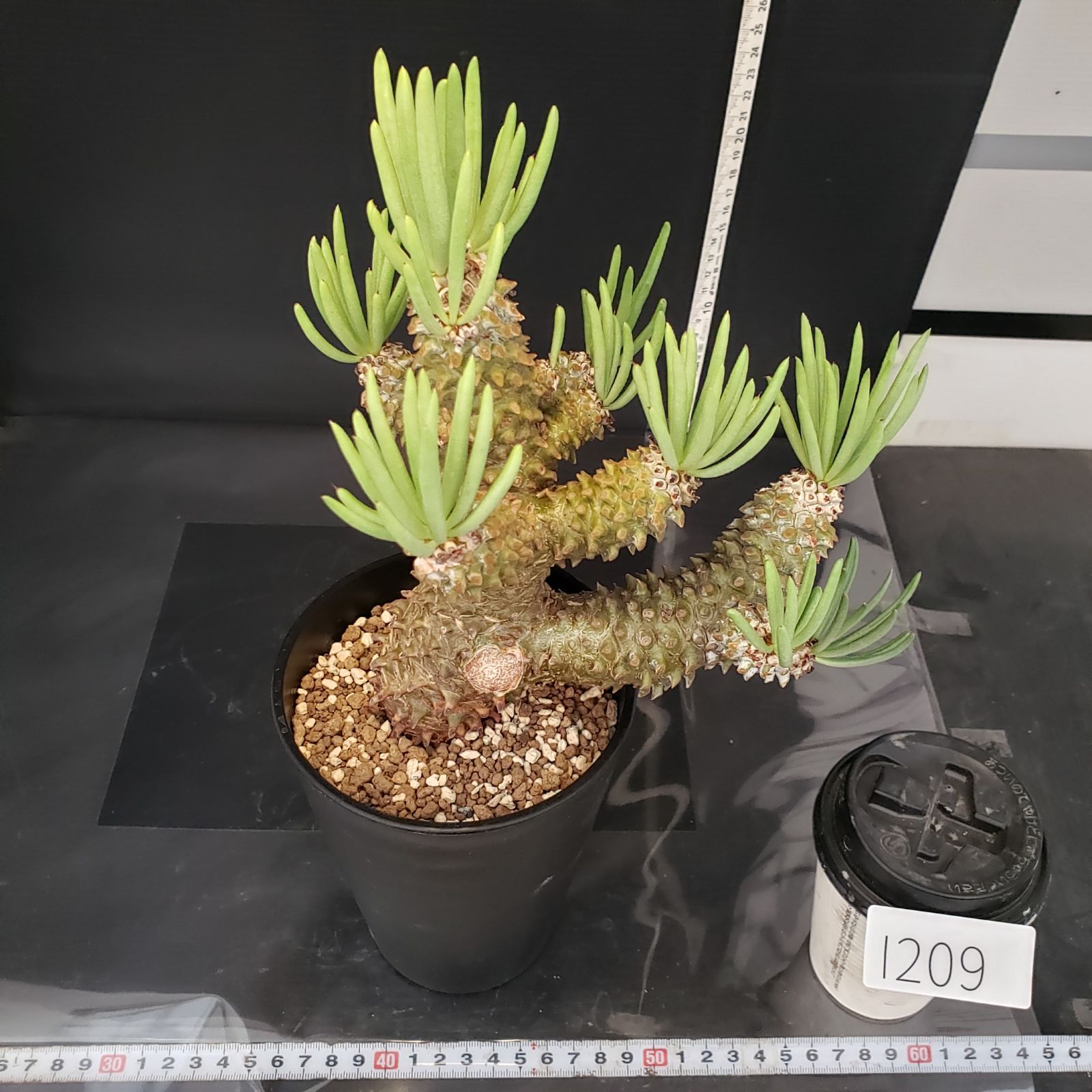 I209【自社養生株】チレコドン ワリチー（現地球・発根株・鉢植え
