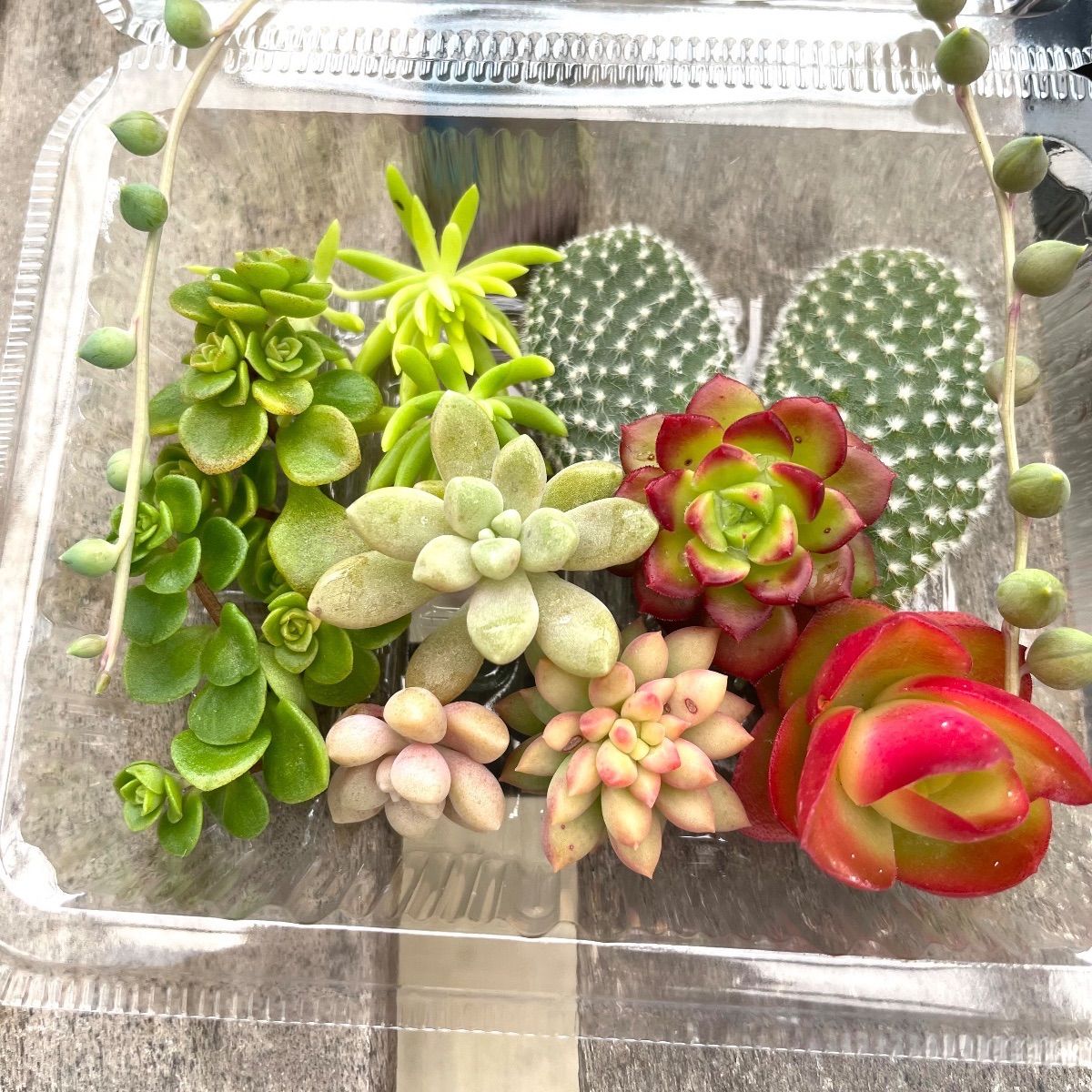 ☆多肉植物カット苗詰め合わせ➀番☆ネックレス付き☆寄せ植え