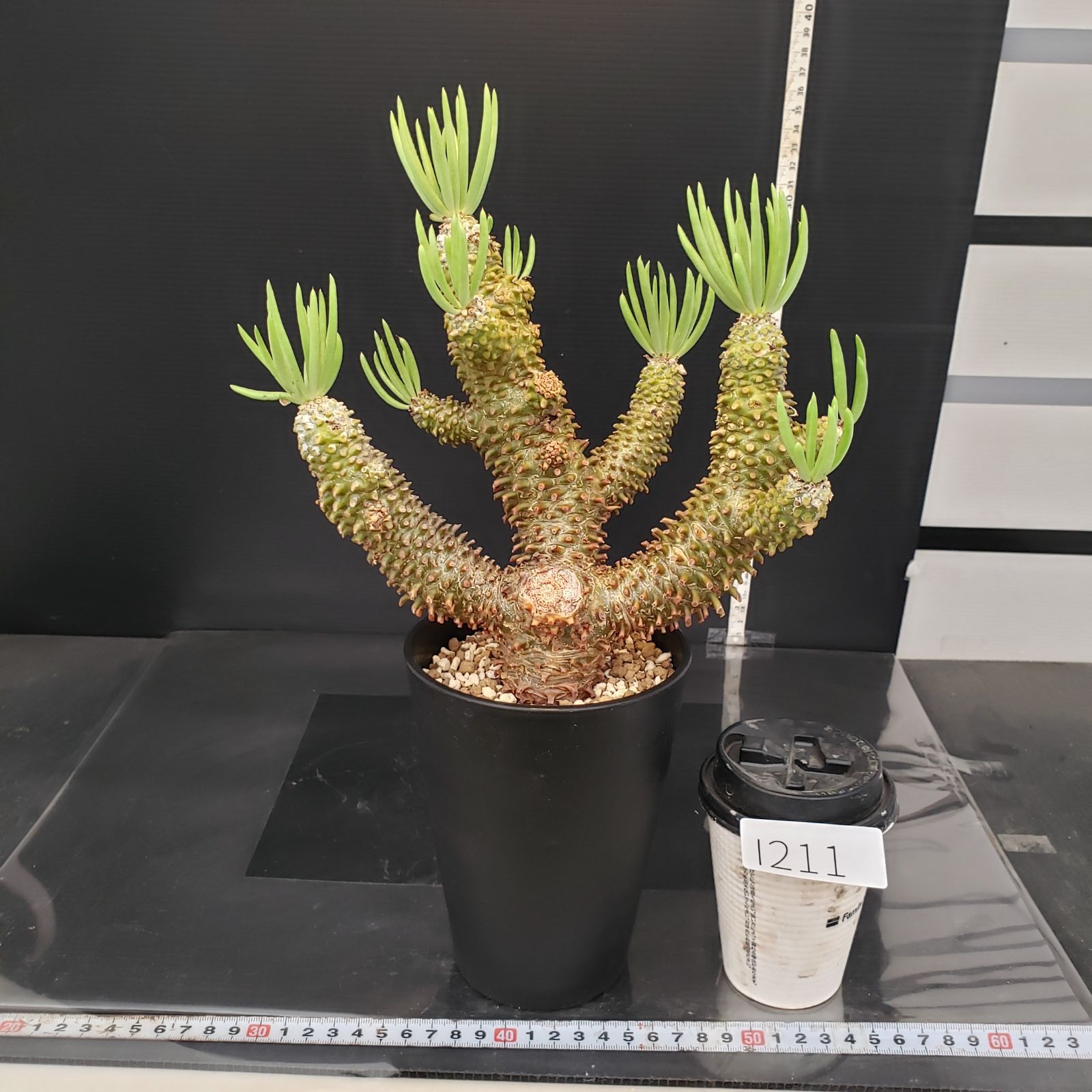 I211【自社養生株】チレコドン ワリチー（現地球・発根株・鉢植え