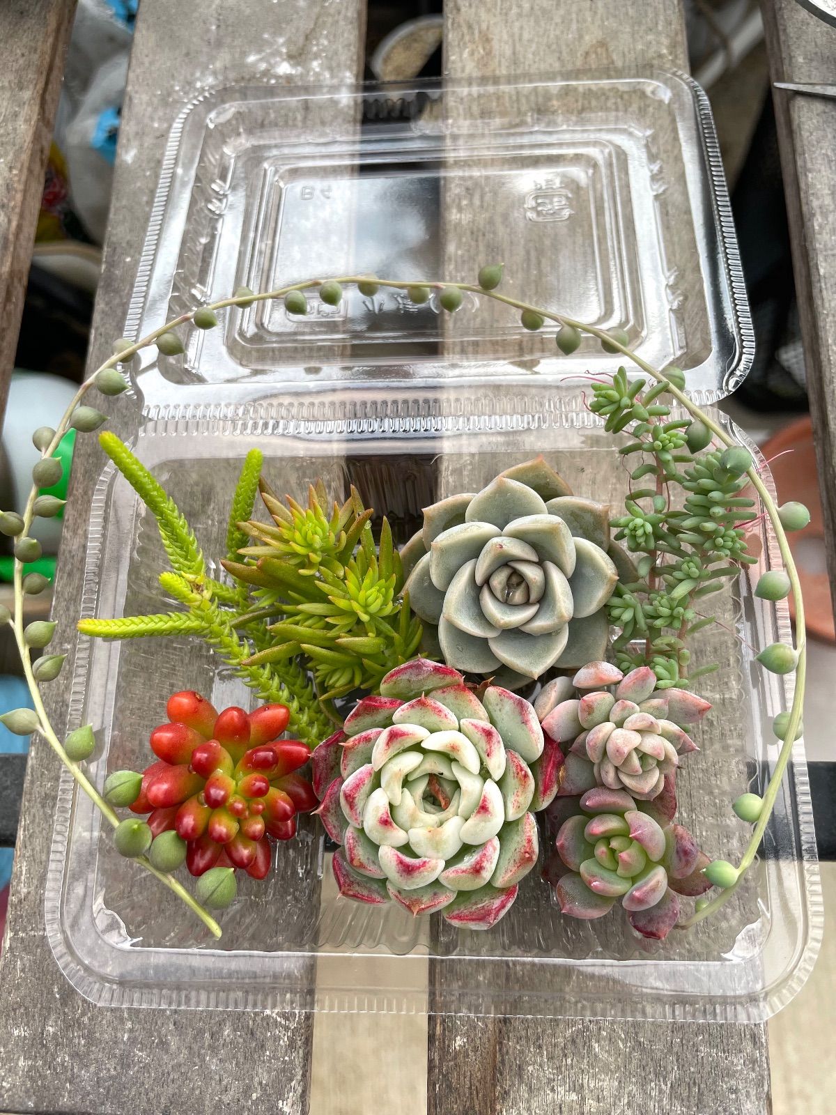 多肉植物カット苗詰め合わせ ☆多肉植物カット苗詰め合わせ➂番☆寄せ植え☆ネックレス付き